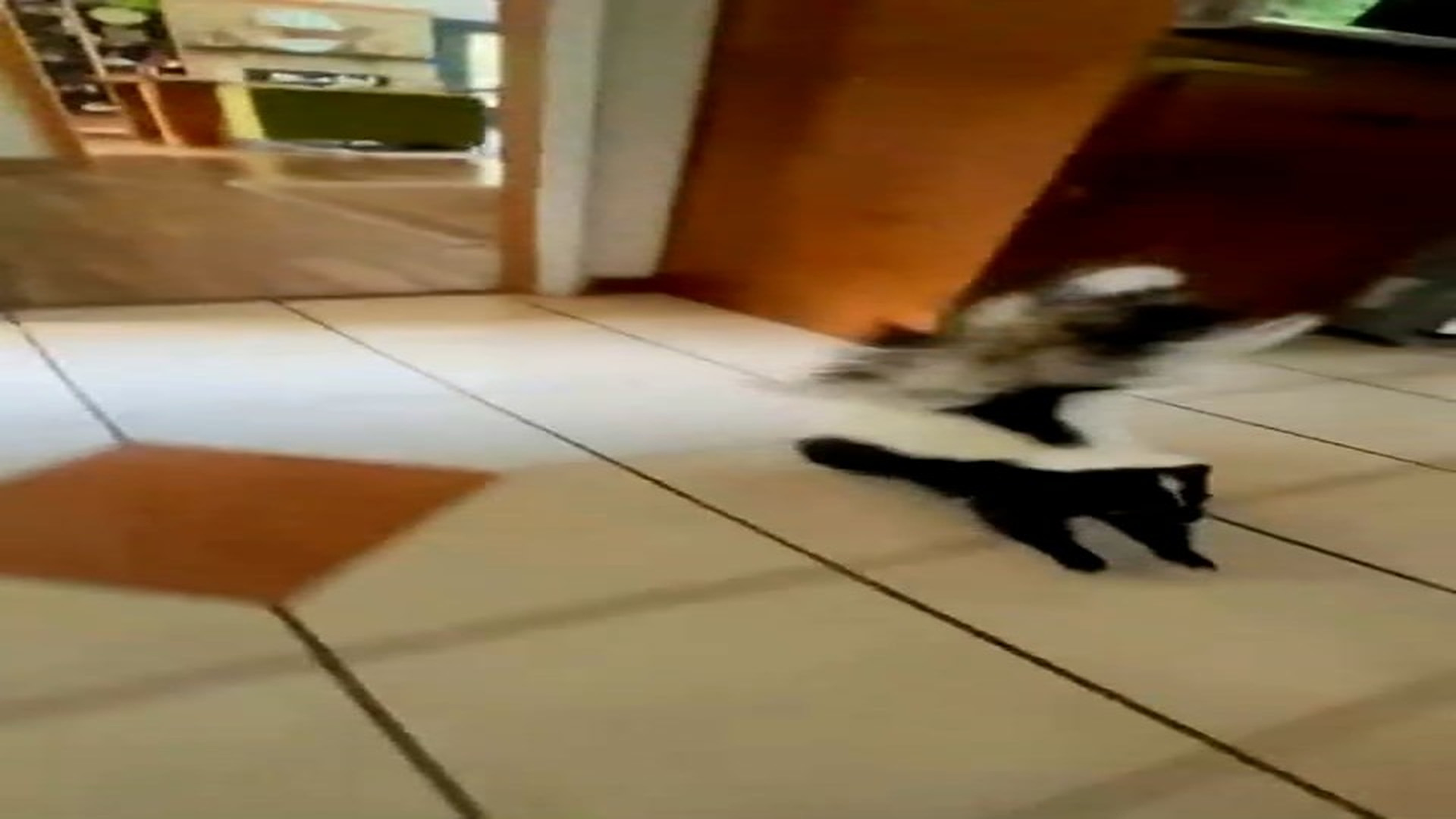 Part 2: Đ1606001_Rescue a skunk #Amazing #animals #love #fyp #pet_blurred_part2