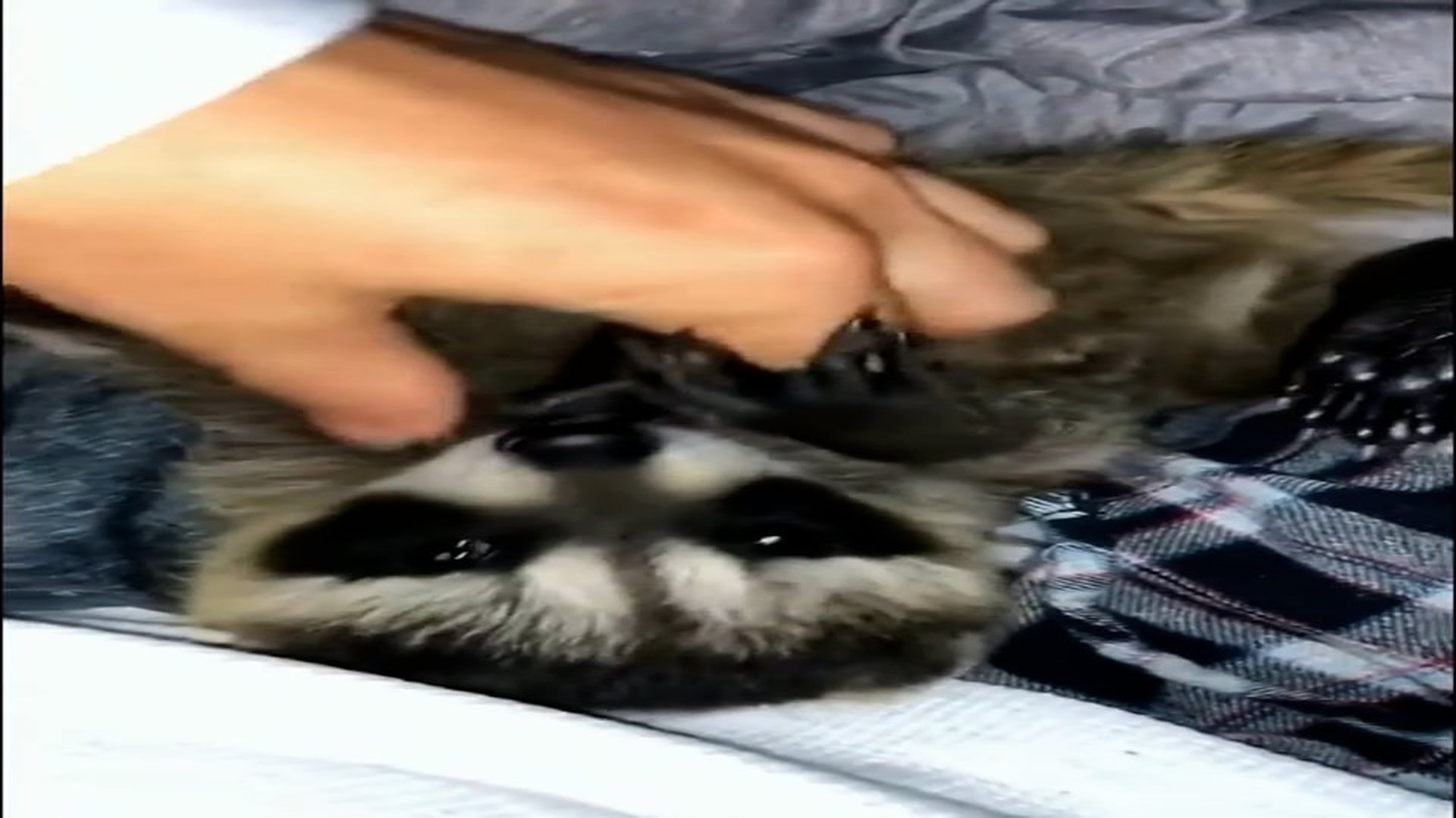 Part 2: Đ1606002_Rescue motherless baby raccoon living in rabbits nest #Amazing #animals #love #fyp #pet_blurred_part2