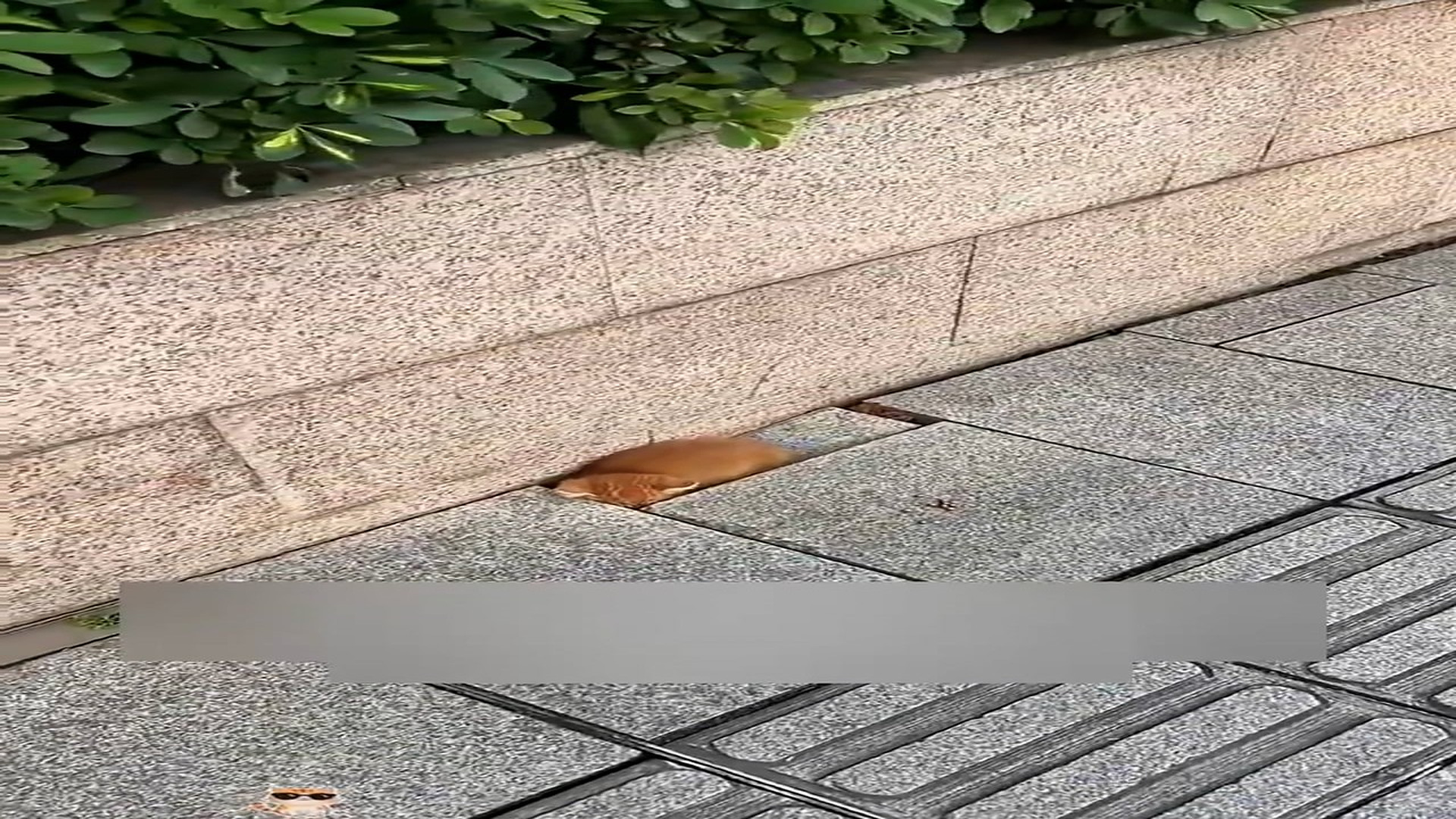 Part 2: Đ2206002_The kitten was abandoned on the street and followed every passerby he saw.Seeing his pitiful little _blurred_part2