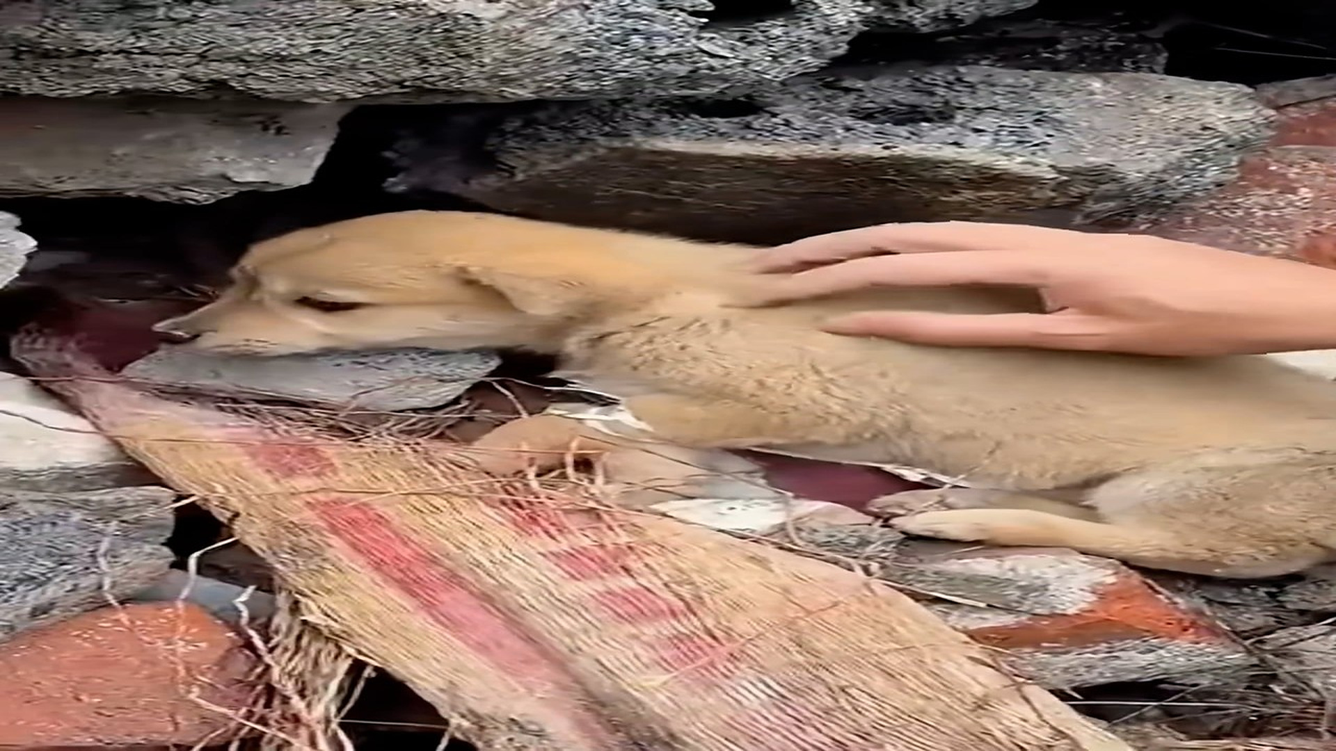 Part 2: Đ2306001_Poor puppy was abandoned and tried up left inside the rock cannot mov..._blurred_part2