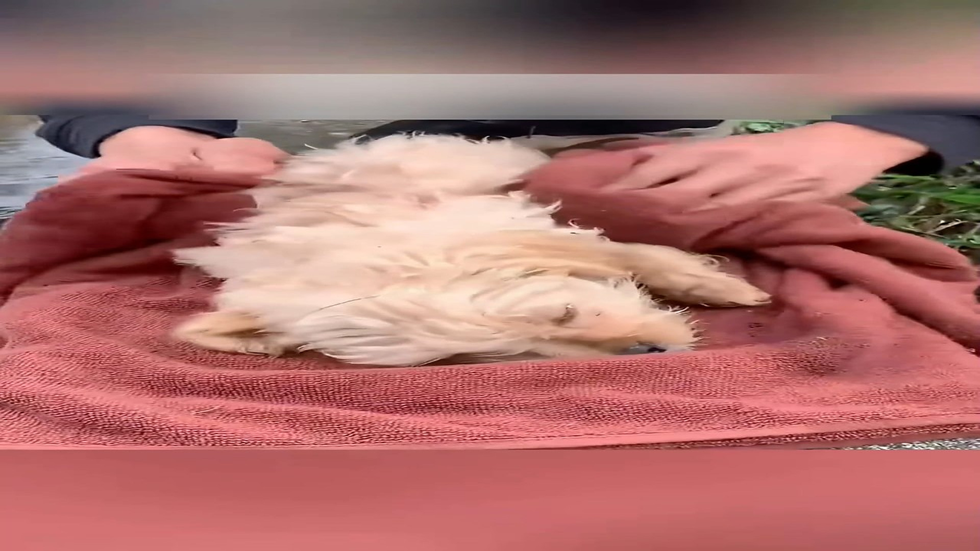 Part 2: Đ2306003_Poor puppy was abandoned cold and wet will you help him? #foryou #an..._blurred_part2