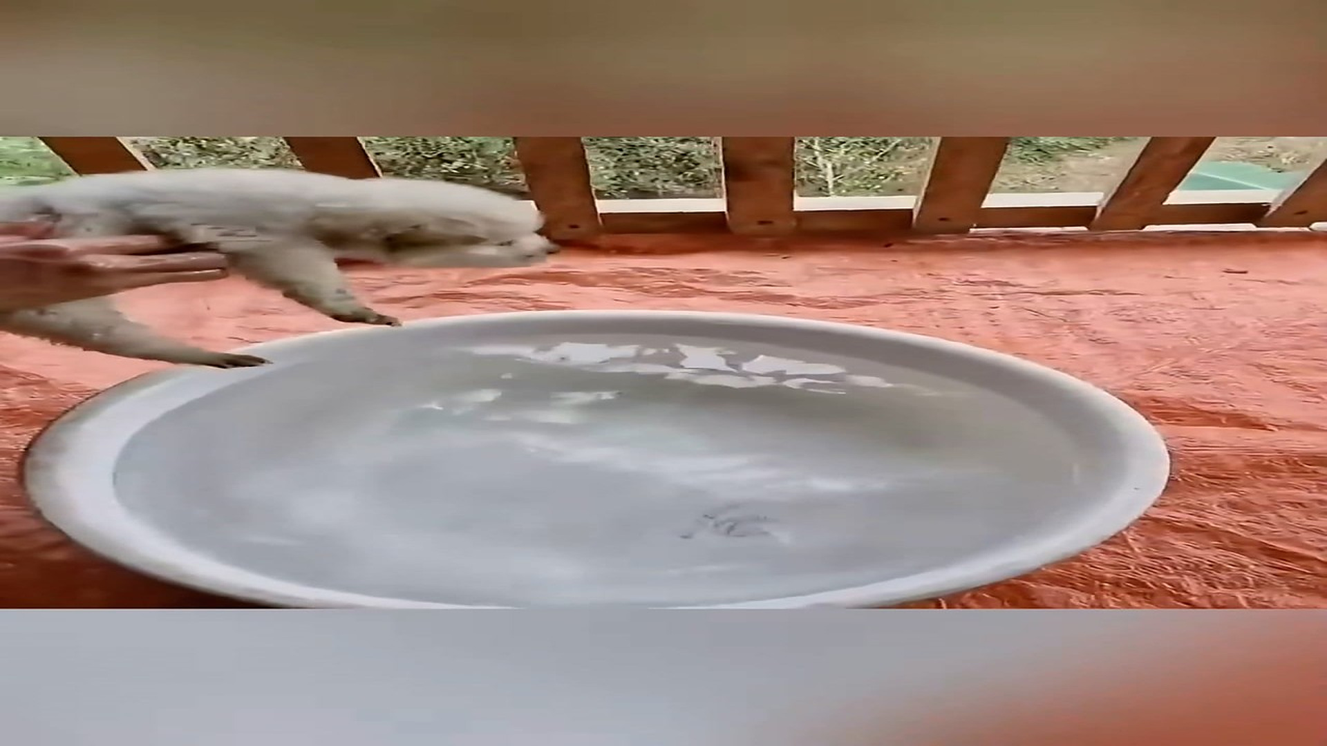 Part 2: Đ2206001_Poor abandon puppy was livening in the pipeline #animal #foryou #pupp..._blurred_part2