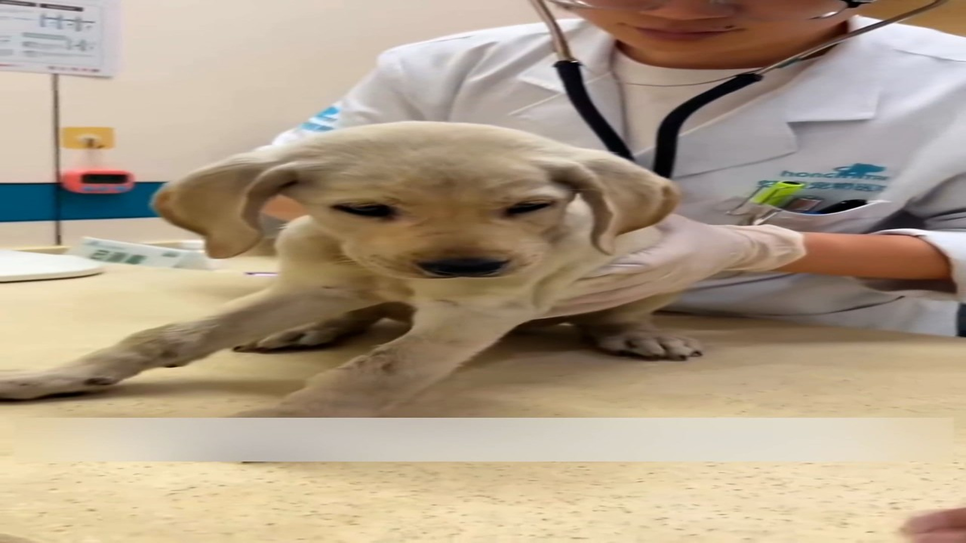 Part 2: Đ2006002_On a snowy day, I saw a dog begging for scraps...#rescue #dog #fyp #a..._blurred_part2