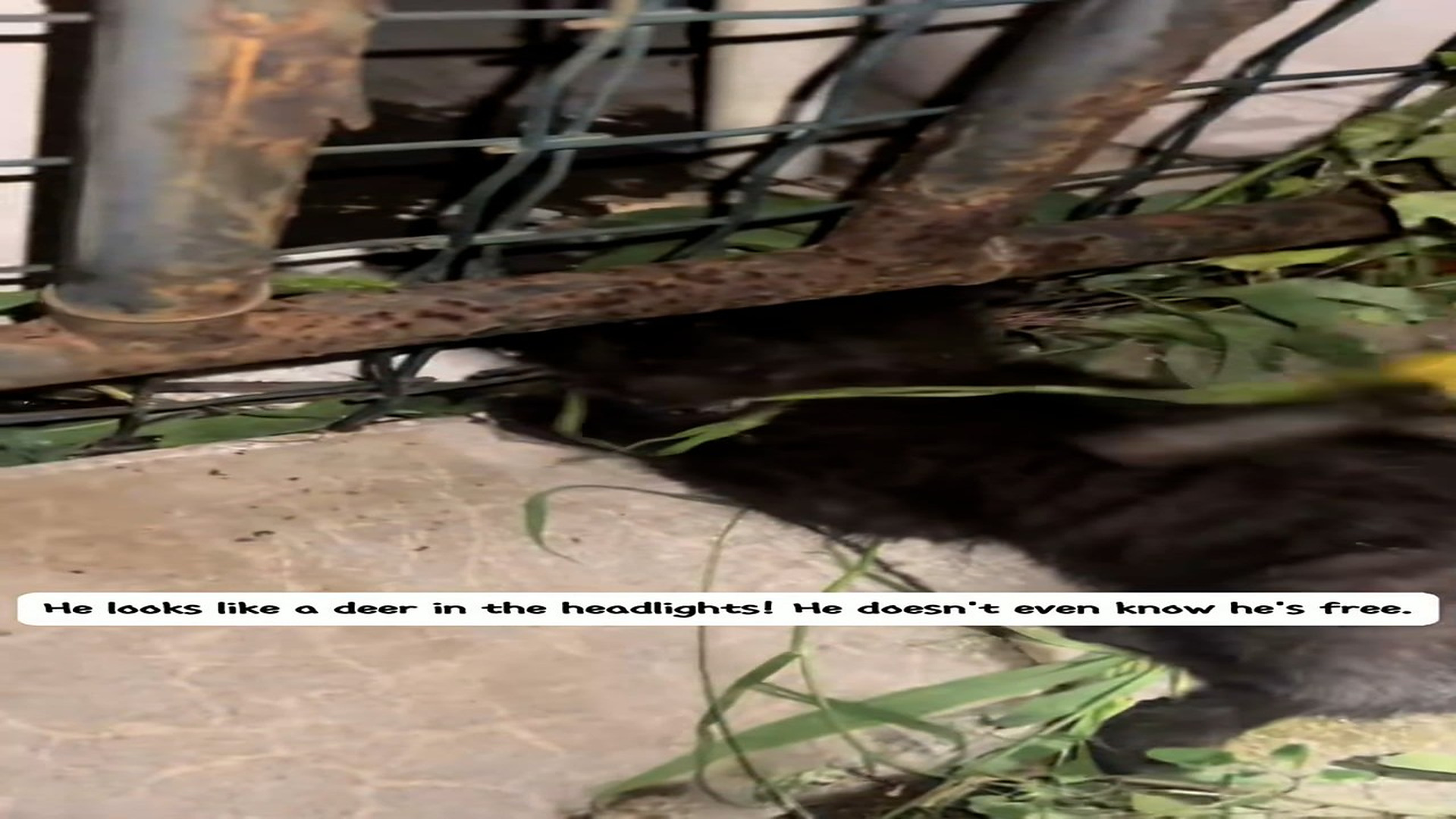 Part 2: Đ2006003_One night, I found a little kitten and took it in.#usa #rescue #kitten _blurred_part2