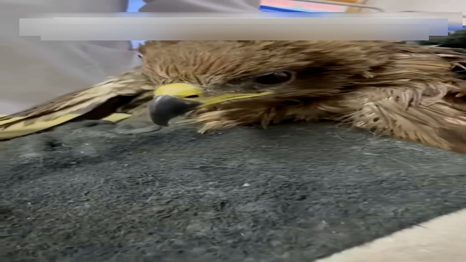 Part 2: Đ2206003_These kind people rescued a trapped eagle and then released it back i..._blurred_part2