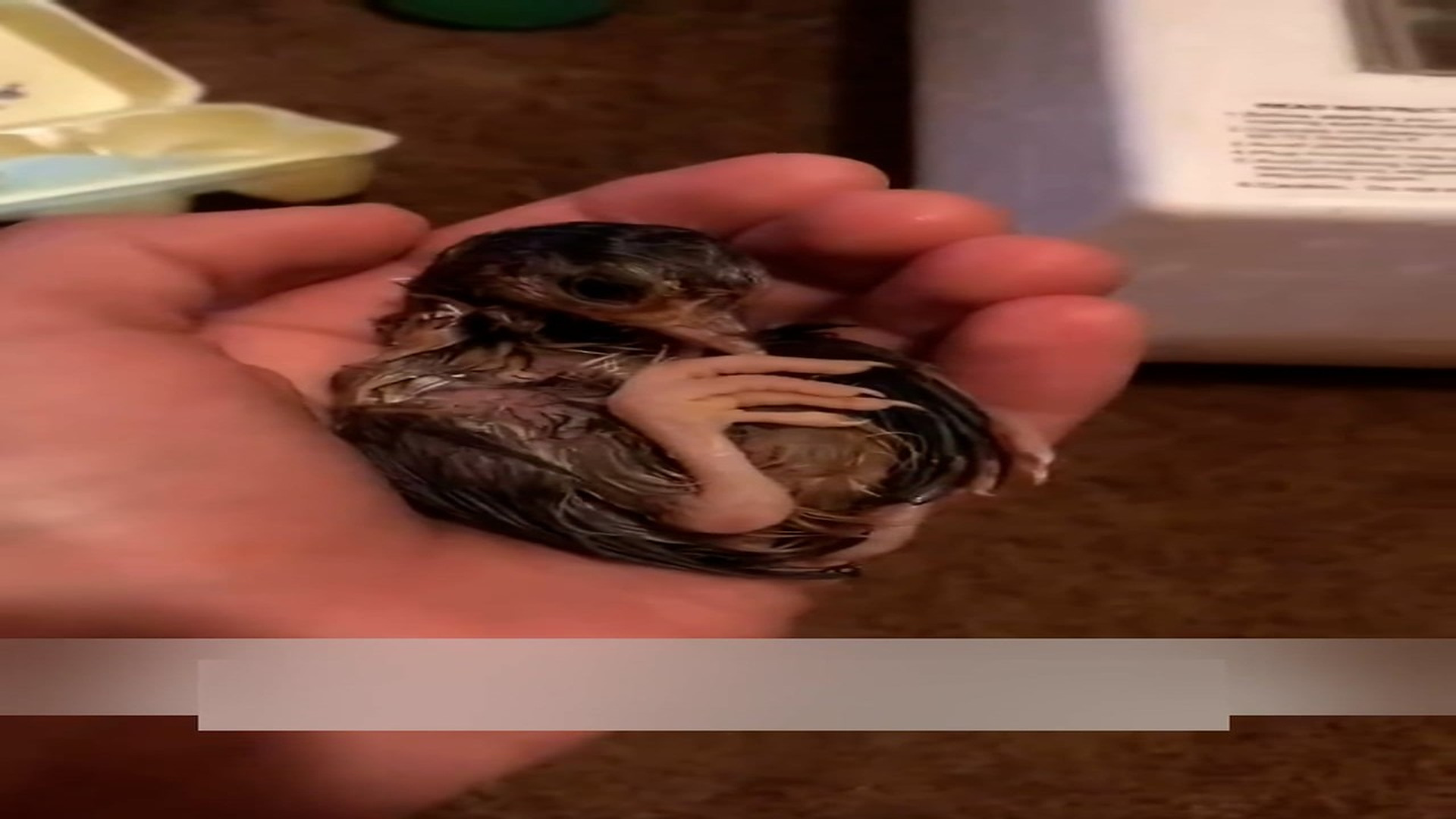 Part 2: Đ2206001_The woman found an egg in her backyard and incubated it until... #ani..._blurred_part2