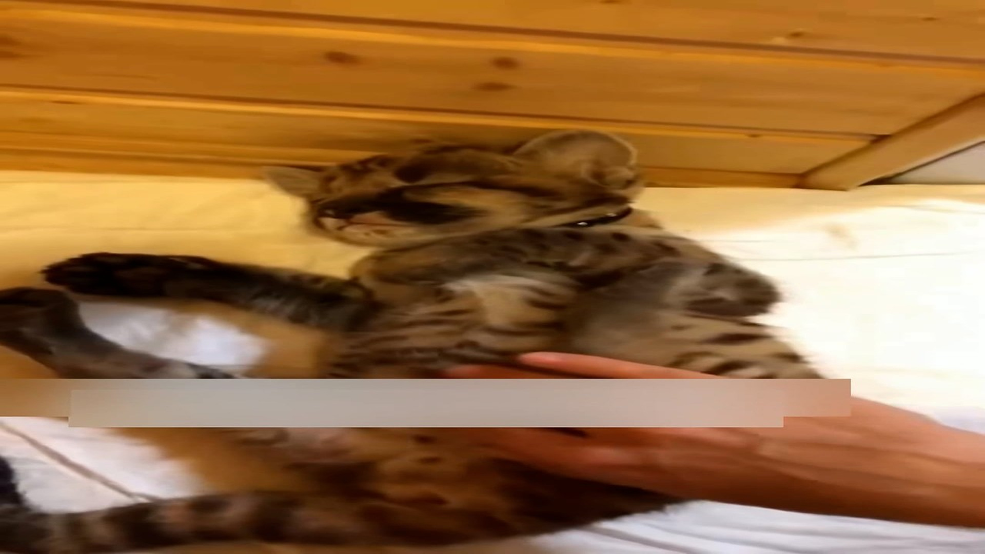 Part 2: Đ2306001_These kind people rescued a weak baby puma and and adopted it #animal..._blurred_part2