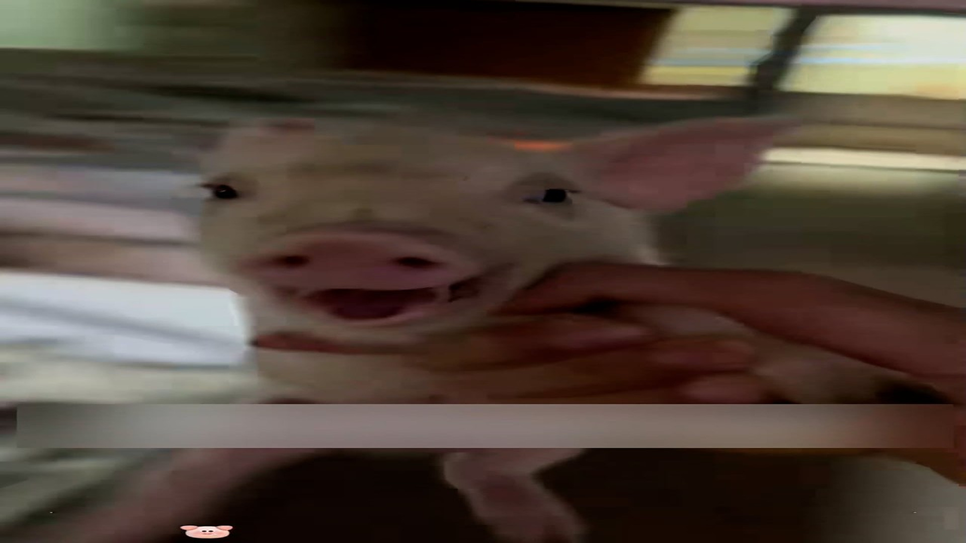 Part 2: Đ2406001_Two newborn piglets were abandoned by their mother. I rescued them an_blurred_part2