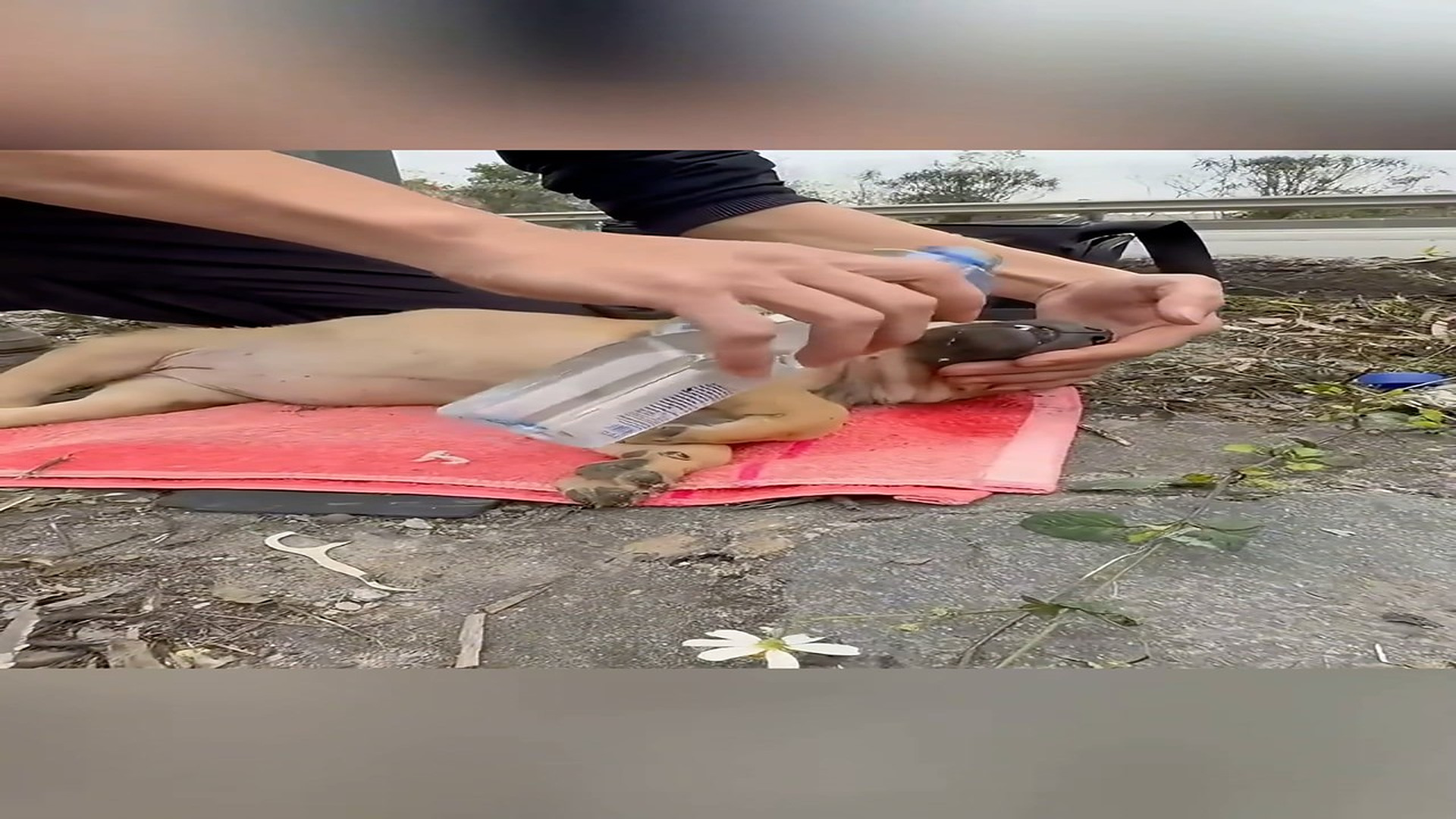 Part 2: Đ2506002_Recuse a dog was chains in the highway the dog has fall in to coma #..._blurred_part2