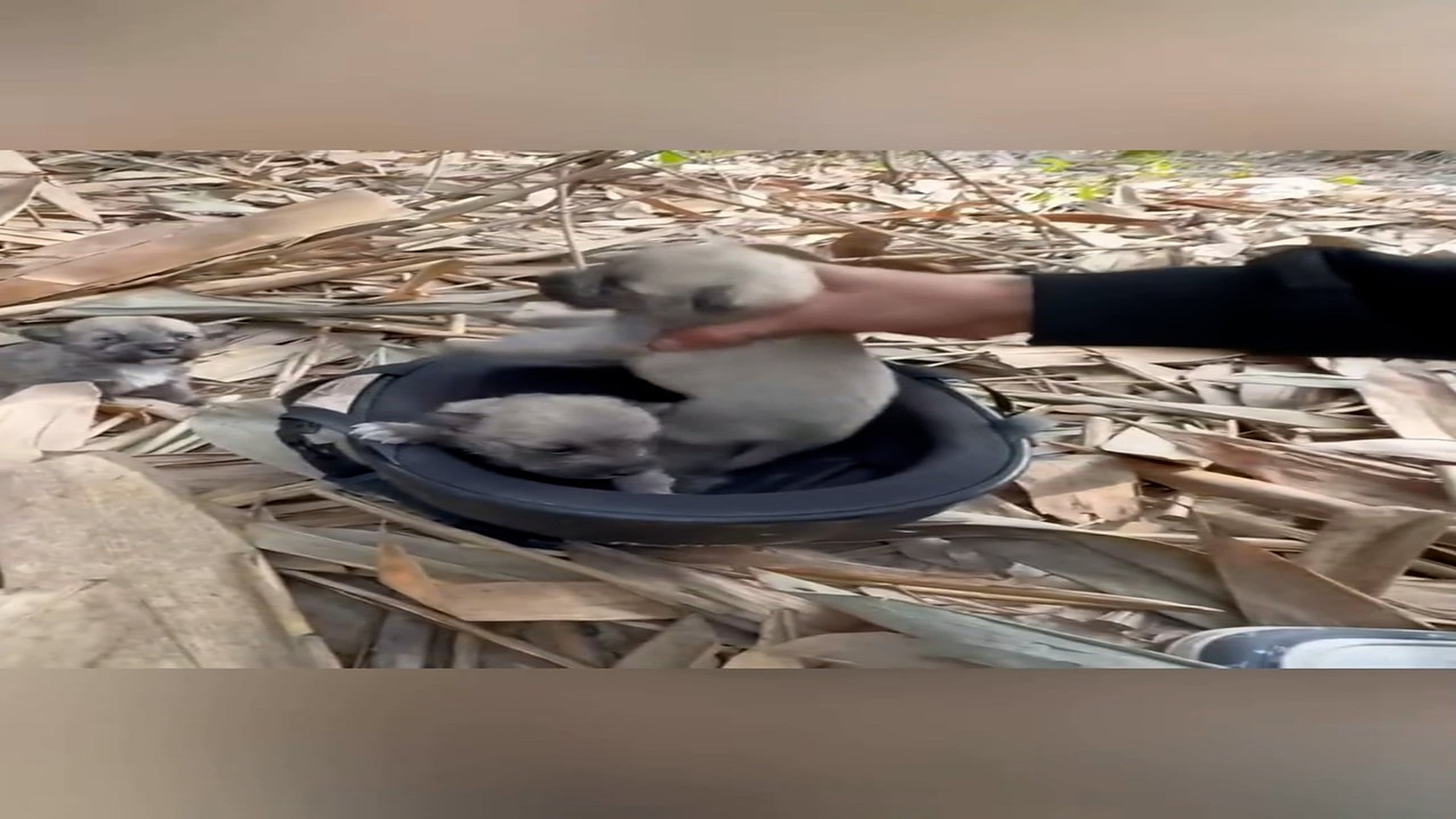 Part 2: Đ2506001_Recuse five puppies was abandoned by their mother #foryou #animallov..._blurred_part2