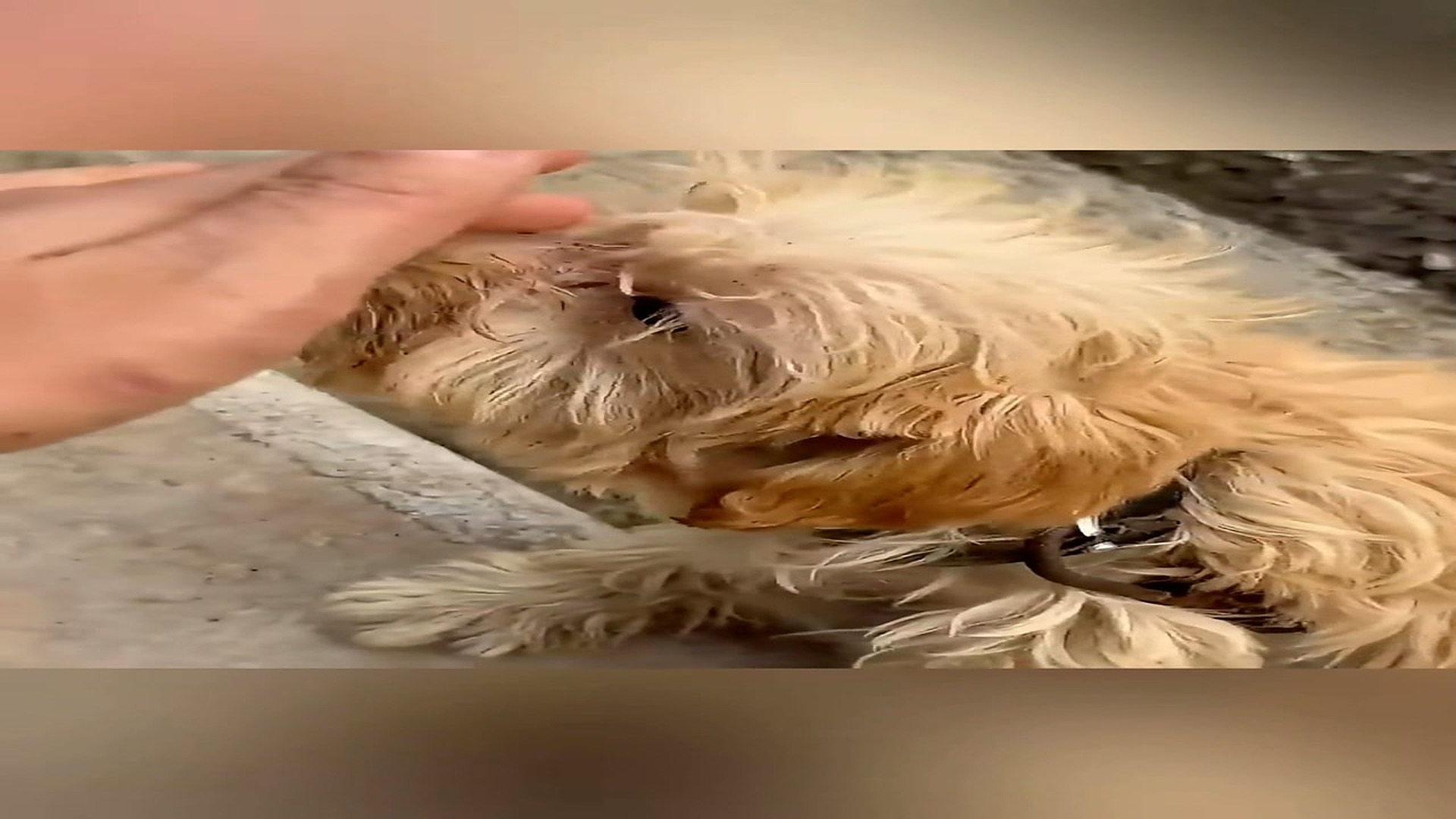 Part 2: Đ2406001_Poor puppy was chains and abandoned in the street we find him ❤️ #ani..._blurred_part2