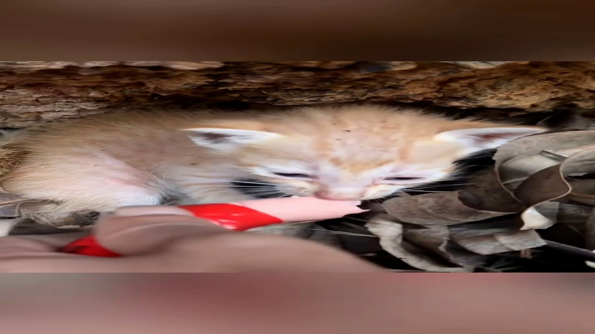 Part 2: Đ2606002_Recuse cat family hiding in the cave #animal #foryou #cool #love #cat..._blurred_part2