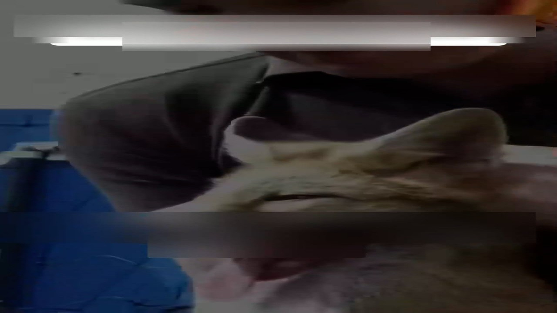 Part 2: Đ2606002_This couple rescued a fox in distress and then this happened. #animal..._blurred_part2