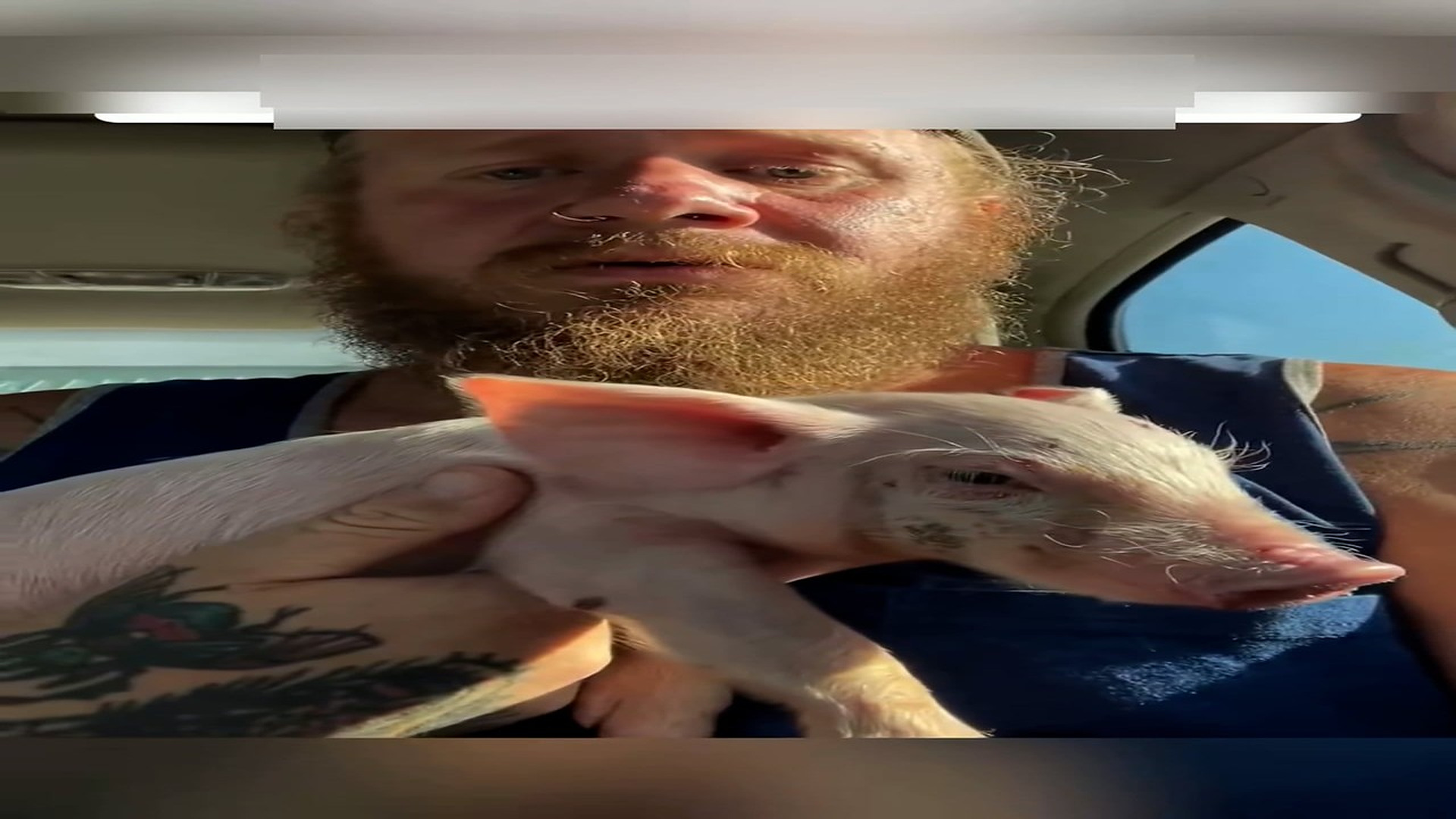 Part 2: Đ2606001_This couple promptly rescued a piglet that fell out of a vehicle and ..._blurred_part2