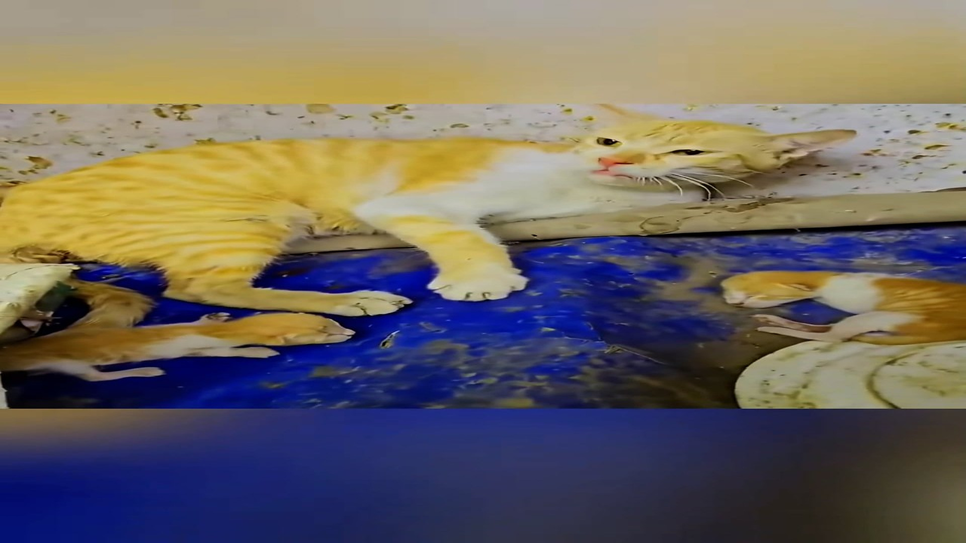 Part 2: Đ2806002_Rescue a family of cats #animal #animalsoftiktok #rescueanimals #resc..._blurred_part2