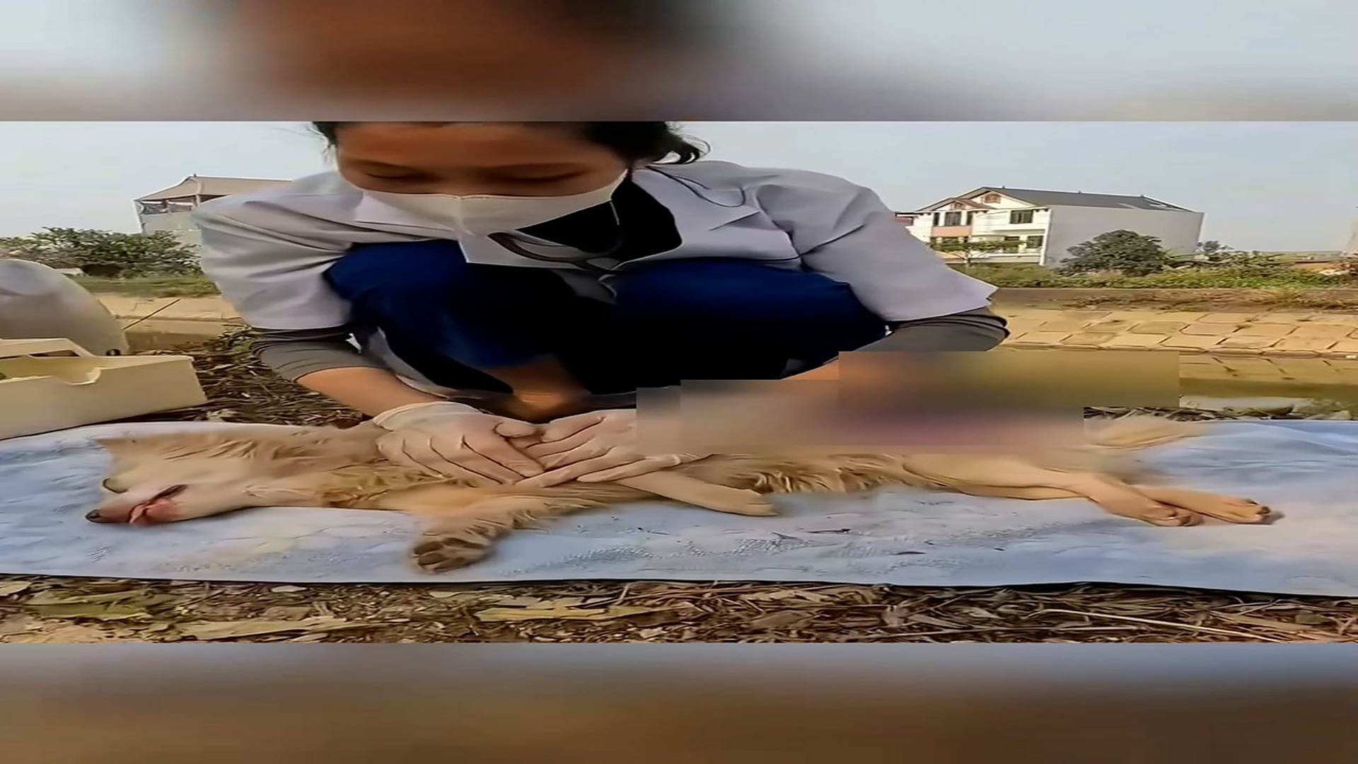Part 2: Đ2806003_Rescue a family dogs #animal #animalsoftiktok #rescueanimals #rescue ..._blurred_part2