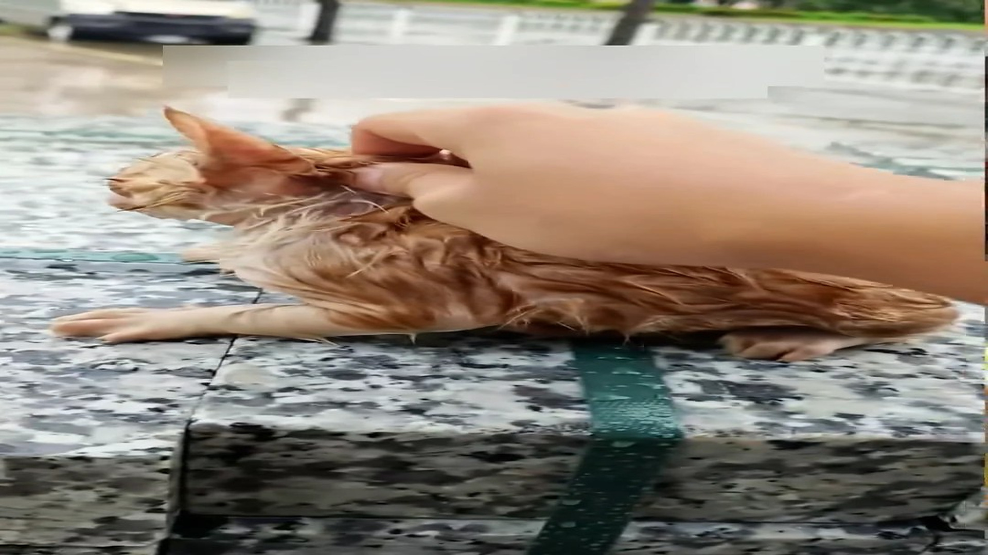Part 2: Đ2706003_Rescue a kitty in the heavy rain and then #rescue #fyp #animals #cat ..._blurred_part2