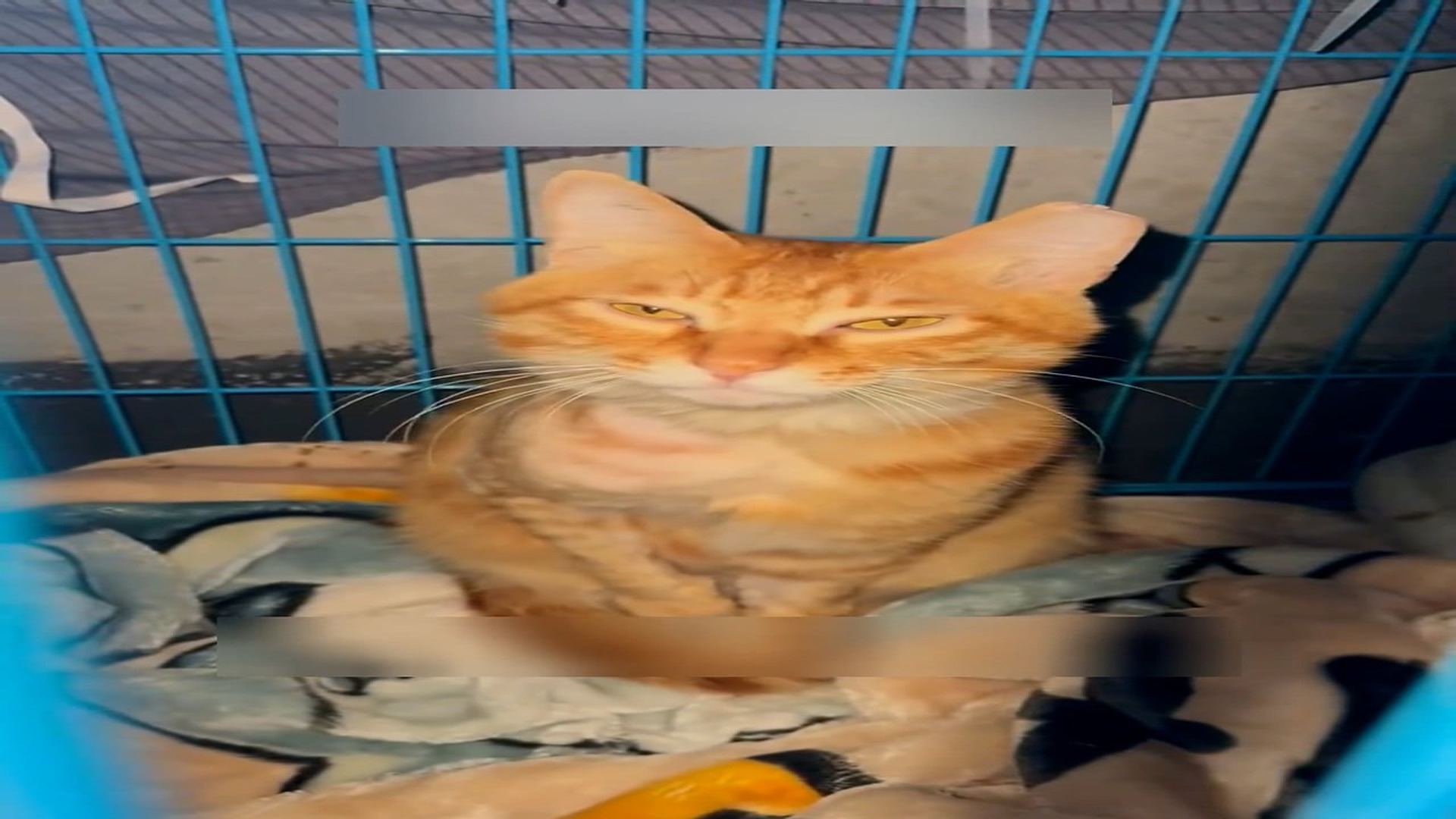 Part 2: Đ2806002_Rescue a kitty that fell from the second floor and then #rescue #fyp ..._blurred_part2