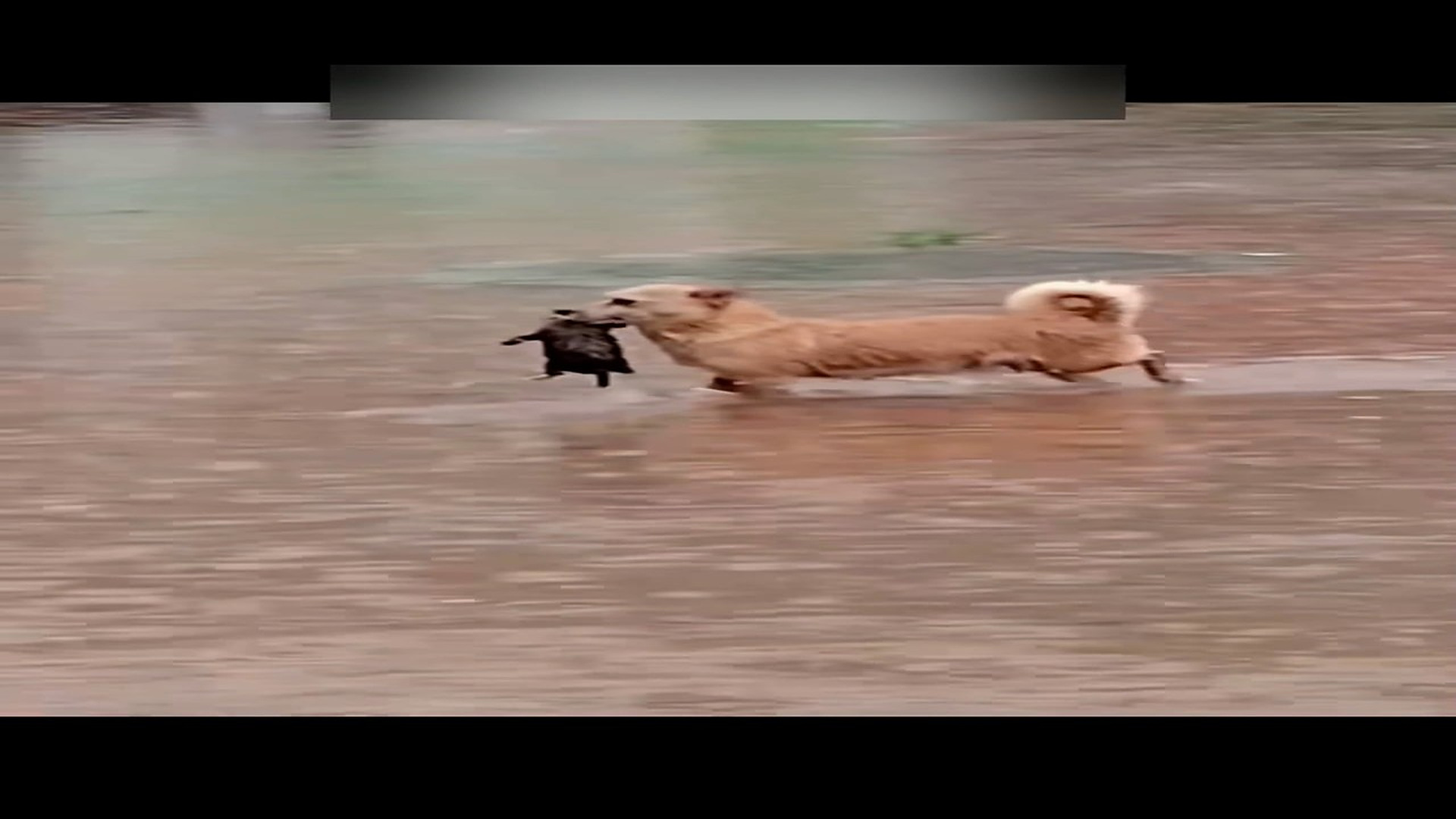Part 2: Đ0107001_The mama dog is saving her puppies in the heavy downpour.#storm #usa ..._blurred_part2