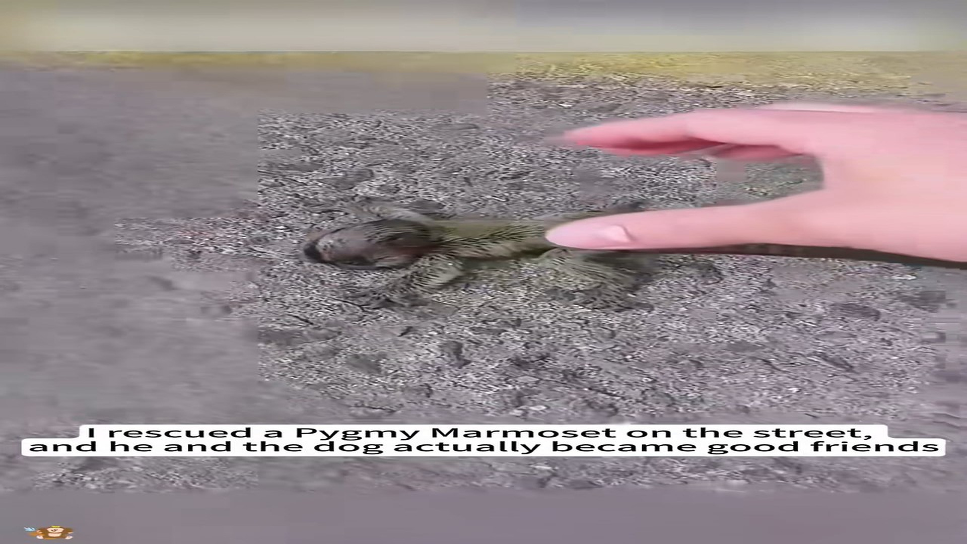 Part 2: 0107003_I rescued a pygmy marmoset on the street,and he and the dog actually ...