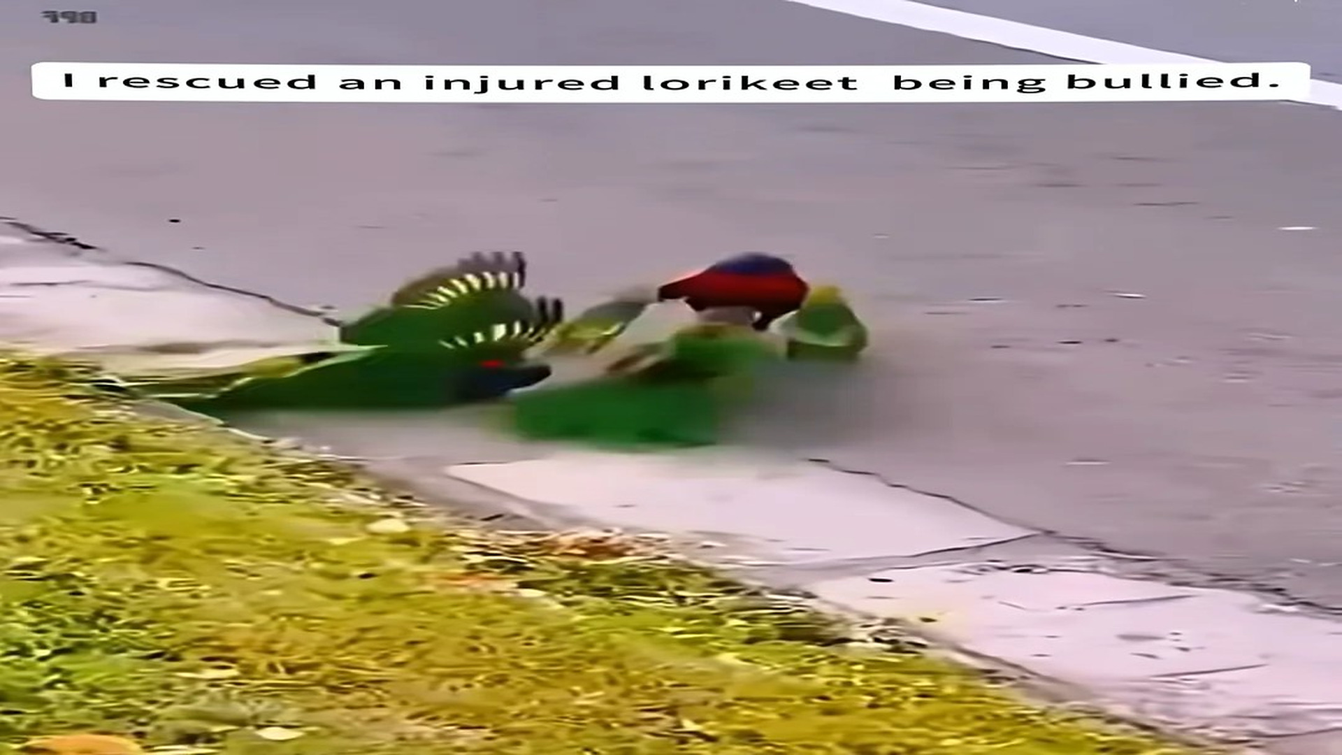 Part 2: 0107002_I rescued an injured lorikeet being bullied.#annmal #animals #lorikee...