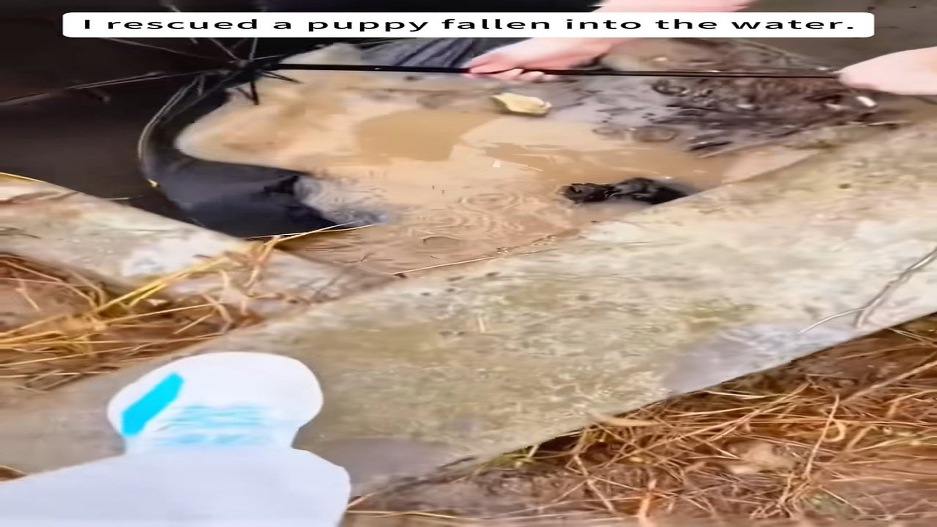 Part 2: 0107001_I rescued a puppy fallen into the water.#animal #animals #puppy #dog ...