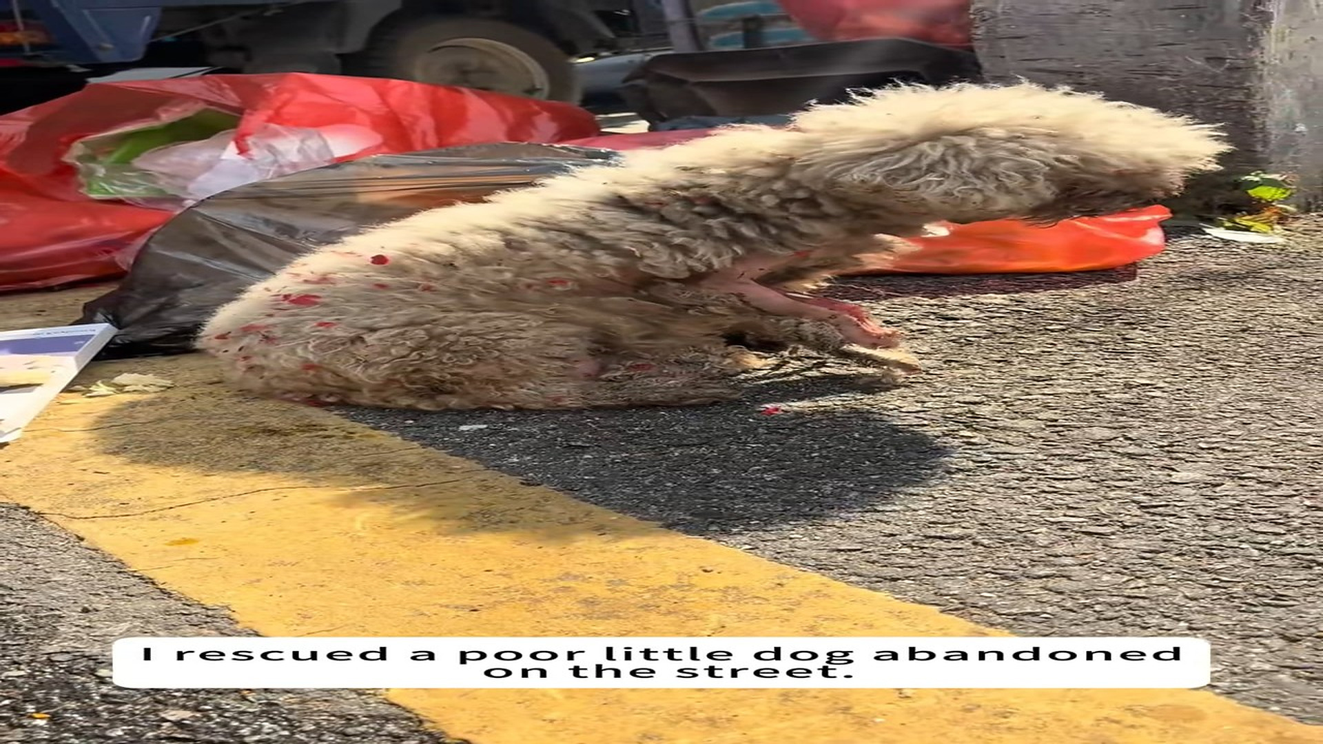 Part 2: 3006003_I rescued a poor little dog abandoned on the street.#animal #animals ...