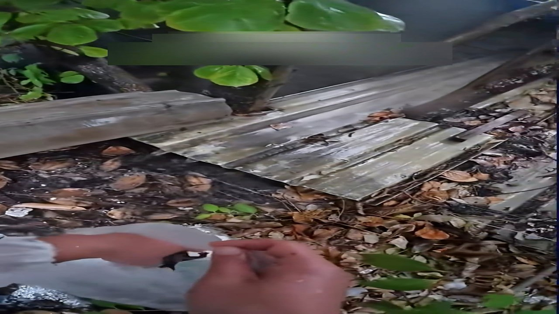 Part 2: Đ0107002_Rescue a little of kittens in the rainstorm and then #rescue #animals..._blurred_part2