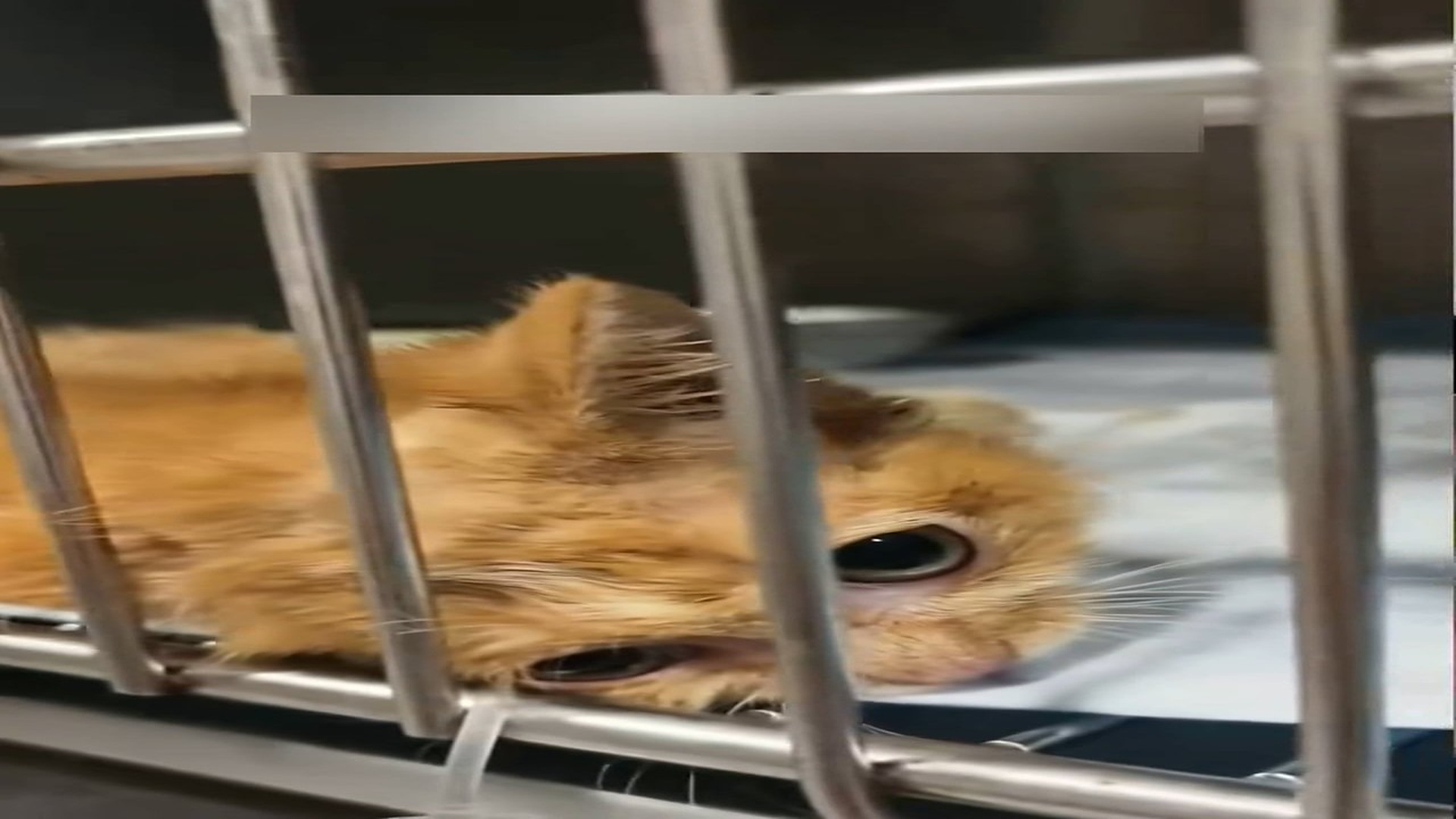 Part 2: Đ0107001_Rescue a kitty trapped under the ice and then #rescue #fyp #animals #..._blurred_part2
