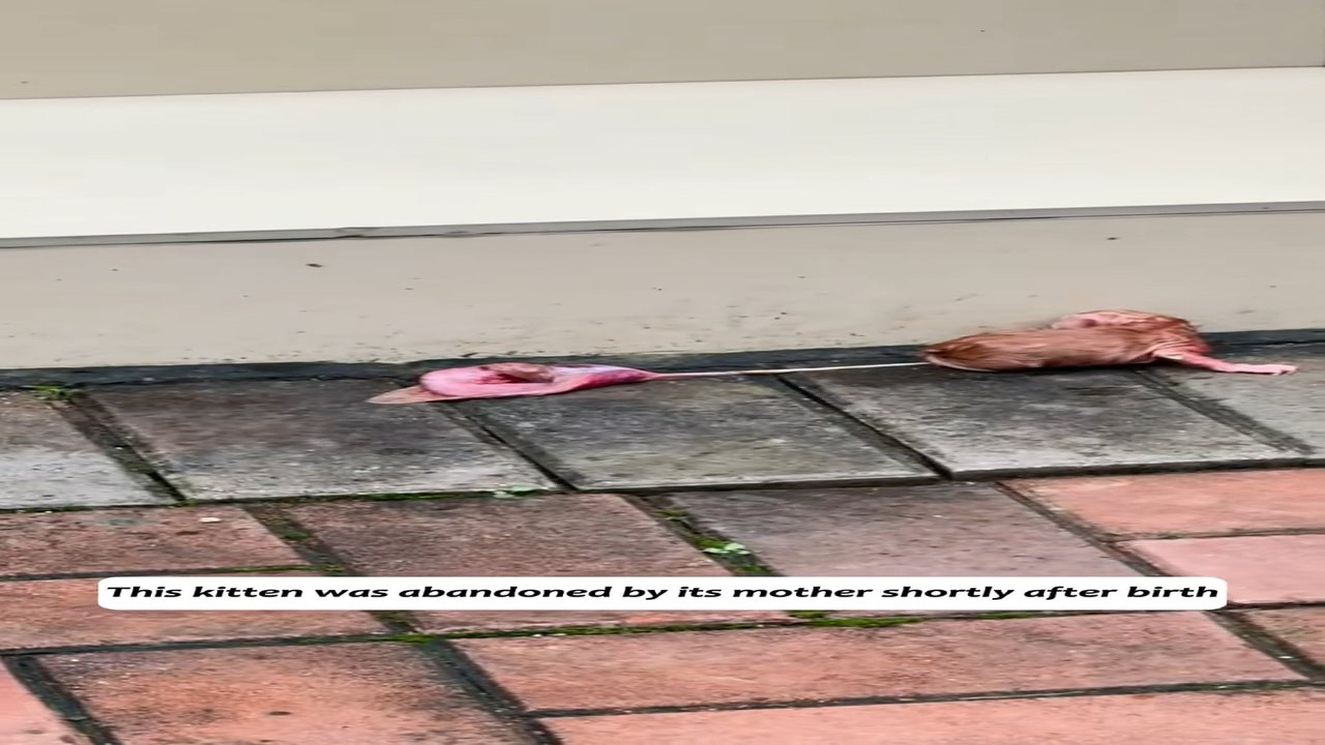 Part 2: Đ2906003_A newborn kitten abandoned at birth, still attached to its placenta