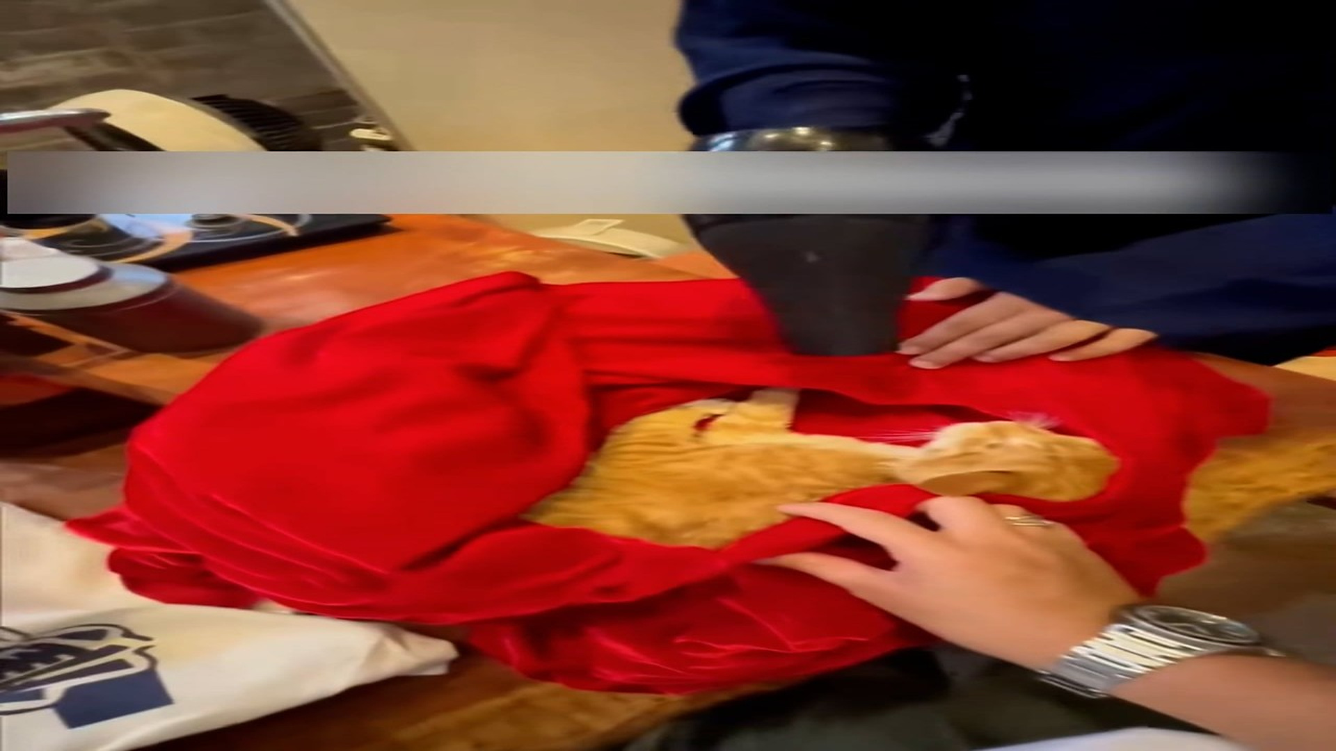 Part 2: Đ0207003_The Rescue:Saving a kitten from the River.#rescueanimals #cat #rescue..._blurred_part2