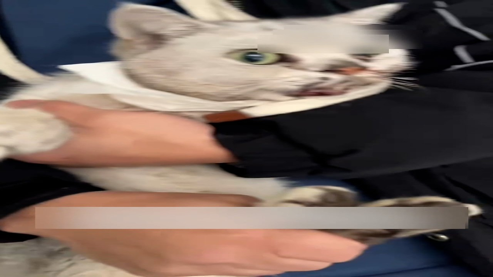 Part 2: Đ0307003_On my way home, I found a pitiful cat.#annmal #animals #rescue #save..._blurred_part2