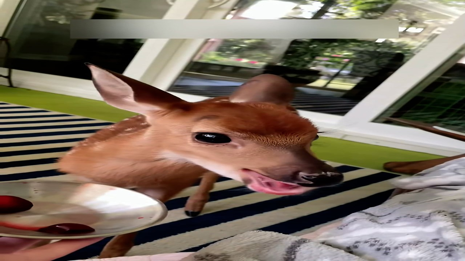 Part 2: Đ0407002_One morning I woke to find a fawn outside my door.#rescue #help #anim..._blurred_part2