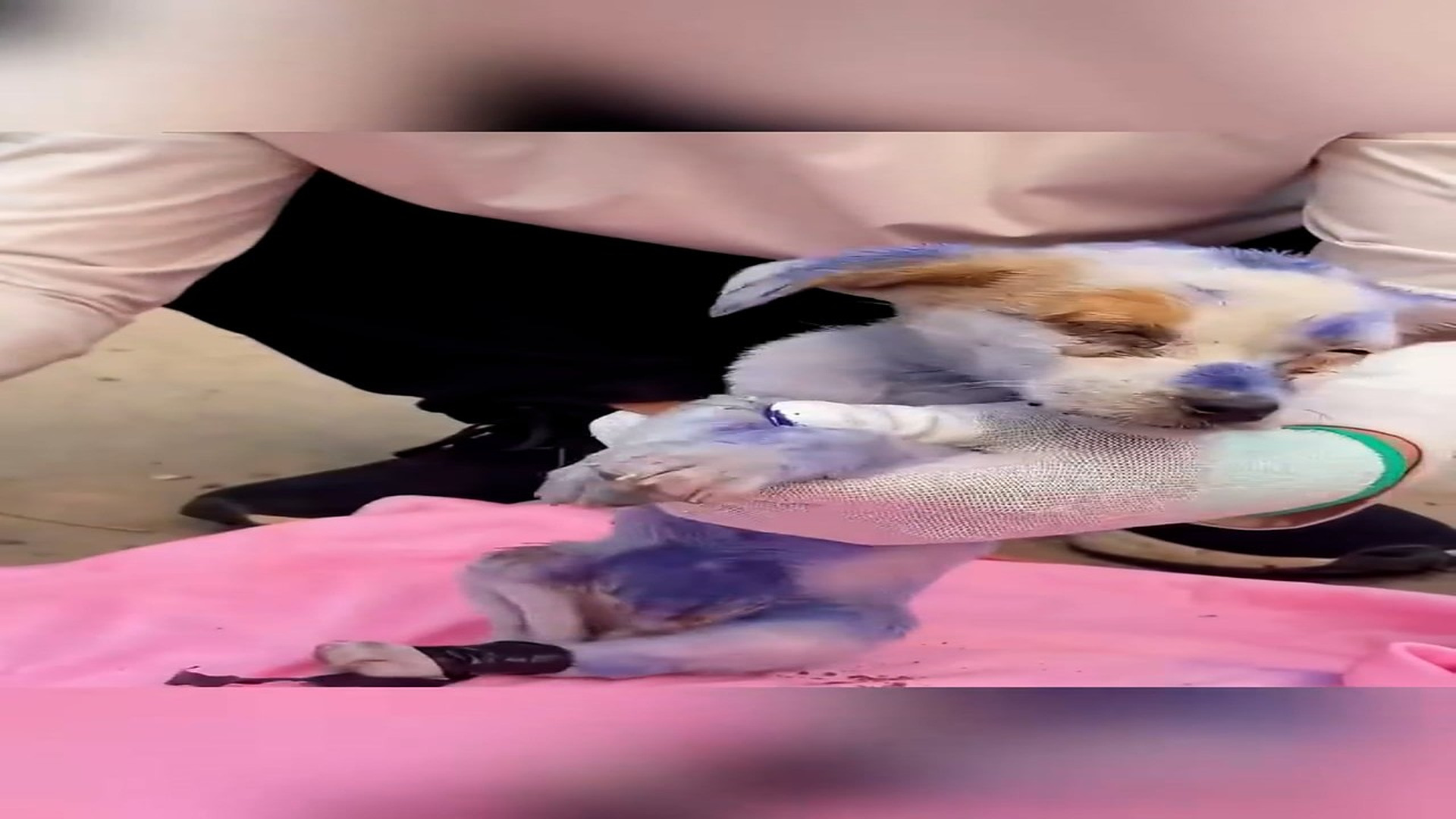Part 2: Đ0207002_Rescue a puppy #rescue #animal #animalsoftiktok #rescueanimals #puppy..._blurred_part2