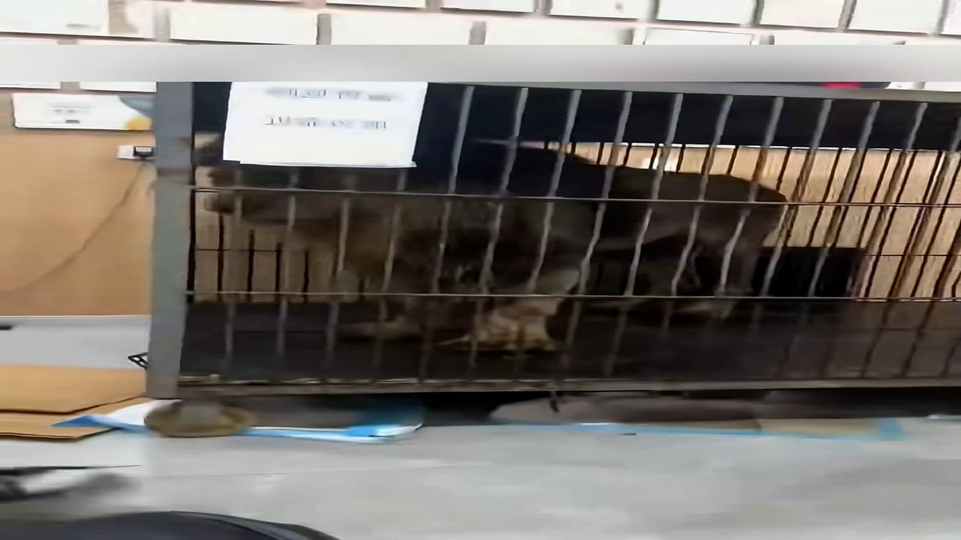 Part 2: Đ0407001_This is an injured male lion.#wildanimals #lion #rescue _blurred_part2