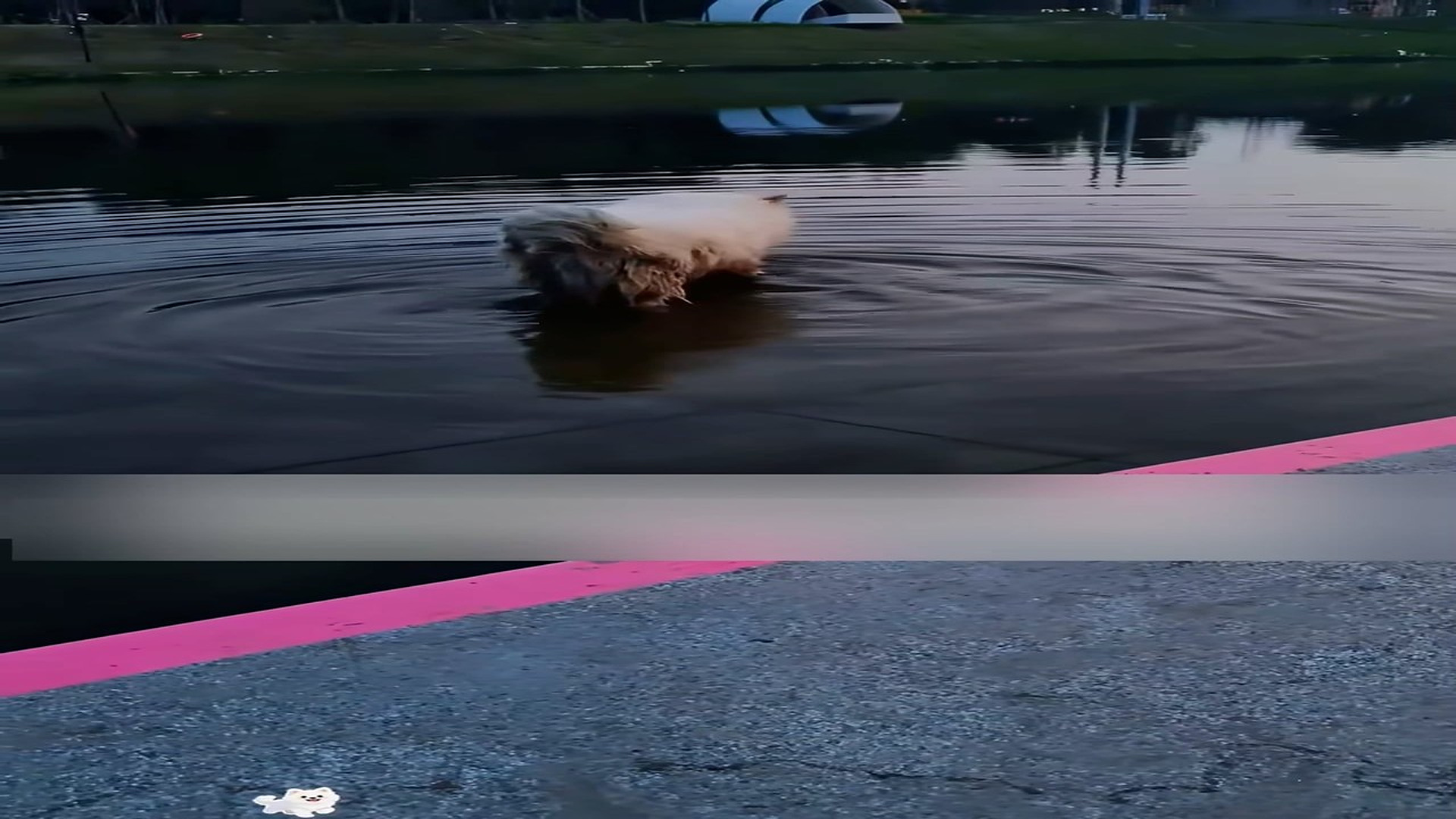 Part 2: Đ0607001_The abandoned puppy, feeling hopeless, tried to jump into the river t..._blurred_part2