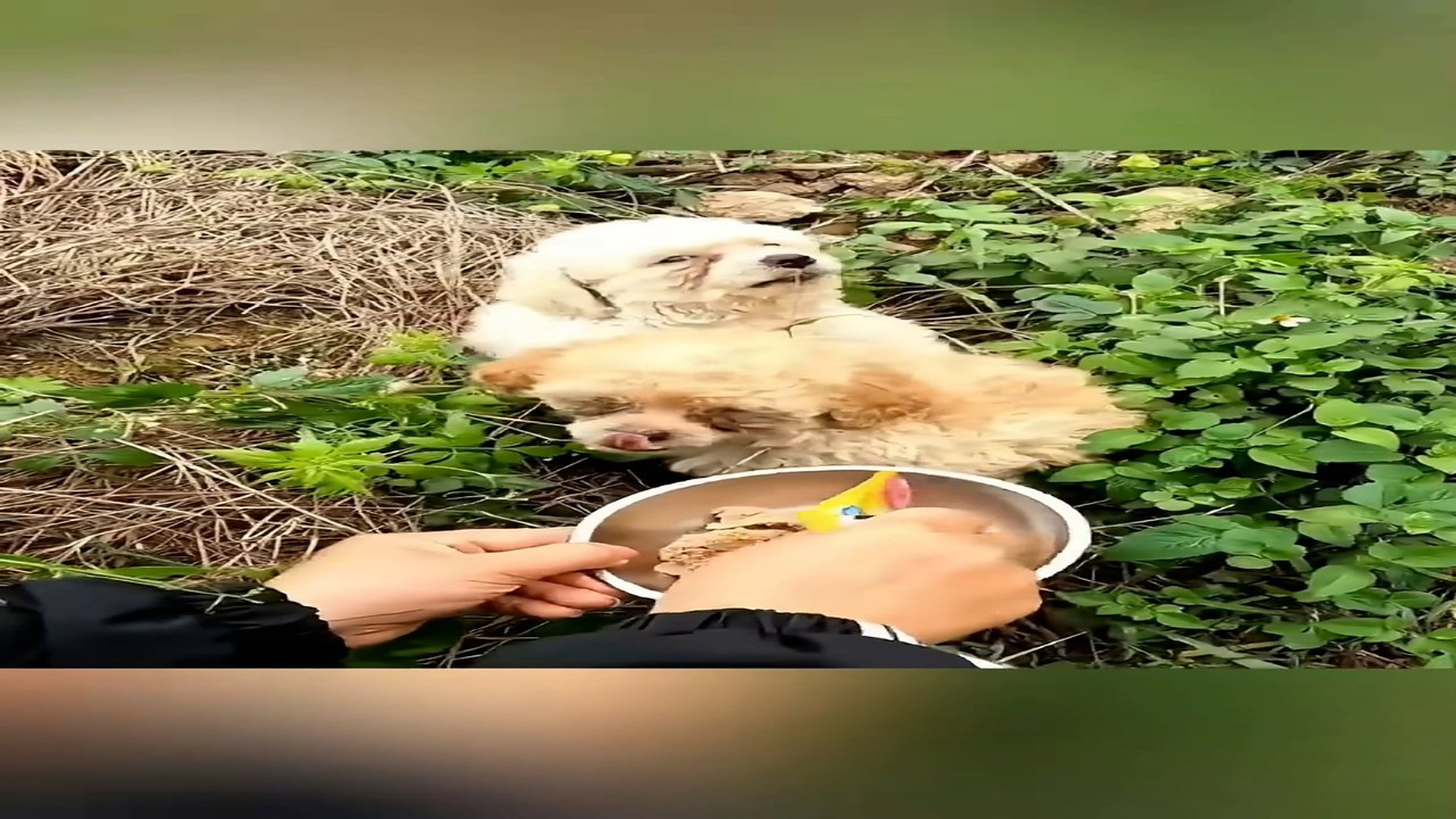 Part 2: Đ0607002_Three puppy dog was abandoned will you recuse them_ #animal #help #s_blurred_part2