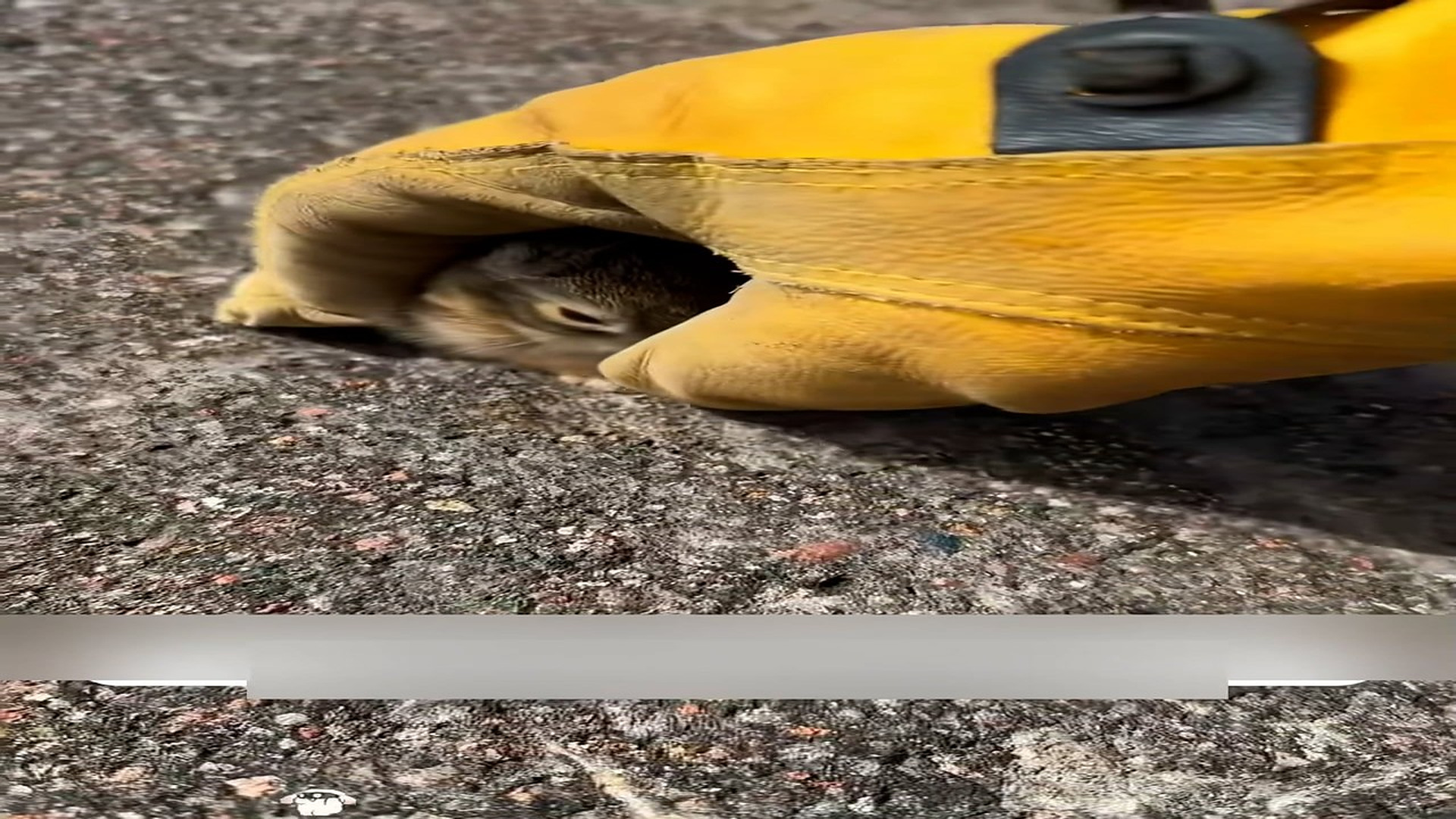 Part 2: Đ0407002_I found a little rabbit being hunted by crows, I rescued him and deci_blurred_part2