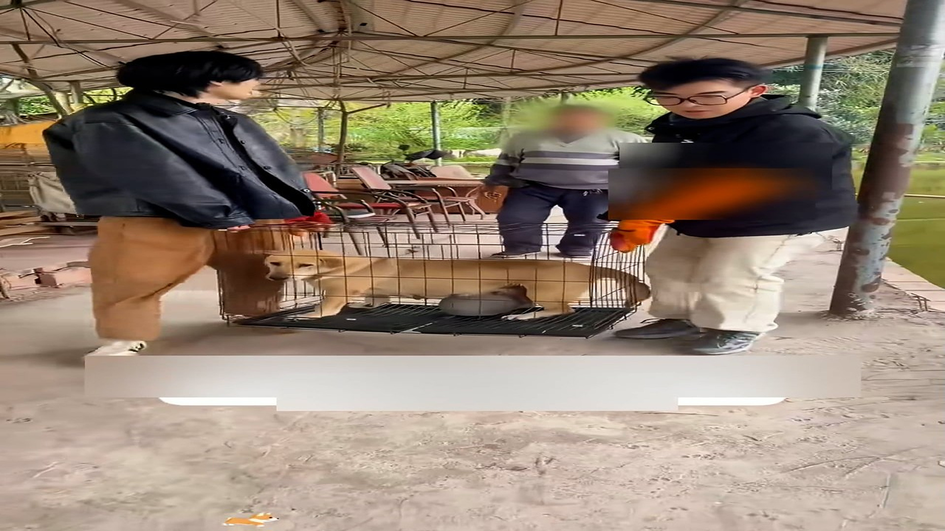 Part 2: Đ0307002_I found a stray dog with a huge tumor hanging on his body.I rescued_blurred_part2