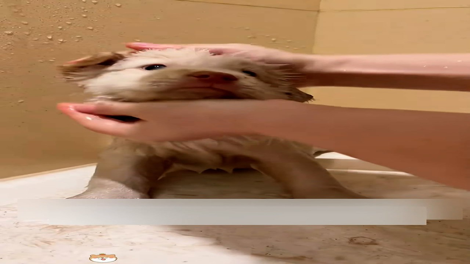 Part 2: Đ0307001_I found a puppy tied up by the roadside, and I decided to take him ho_blurred_part2