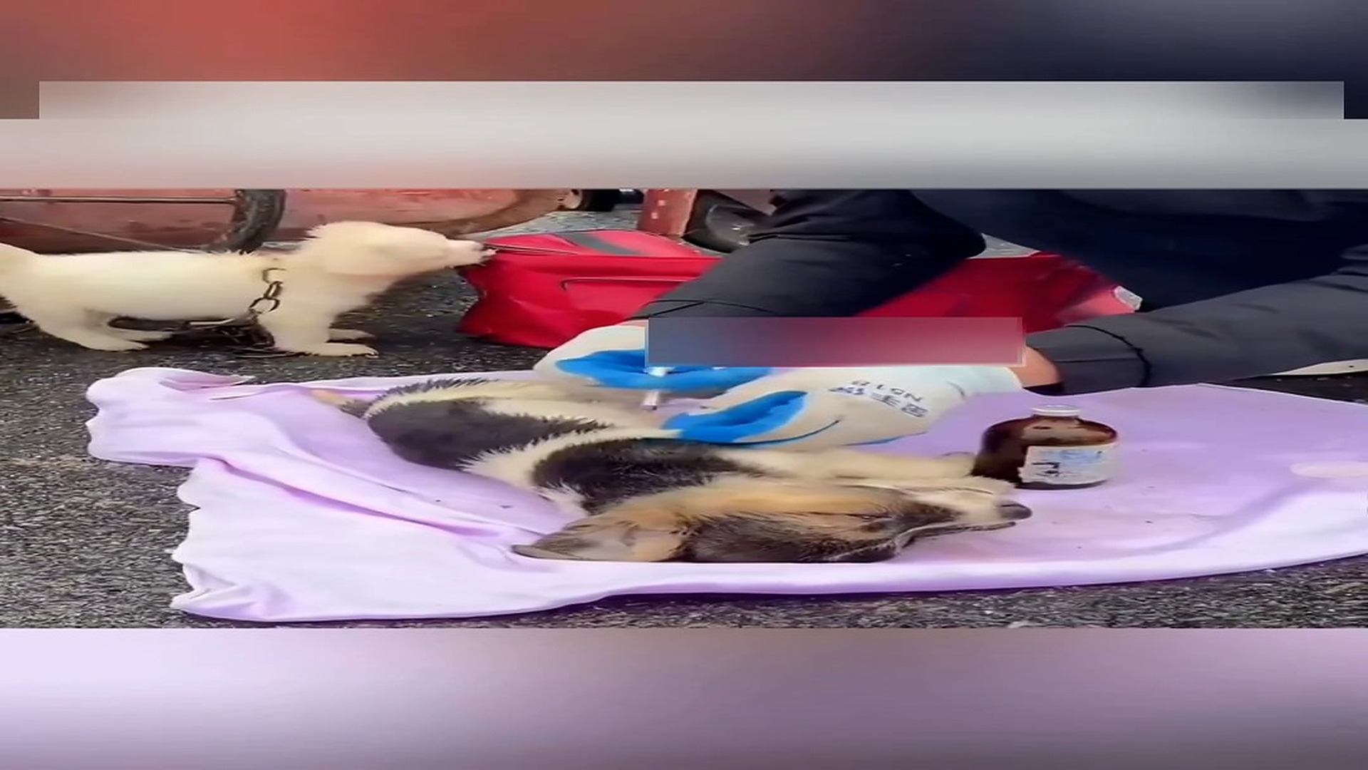 Part 2: Đ0707003_Three puppy was abandoned and one is in the coma we have to save them..._blurred_part2