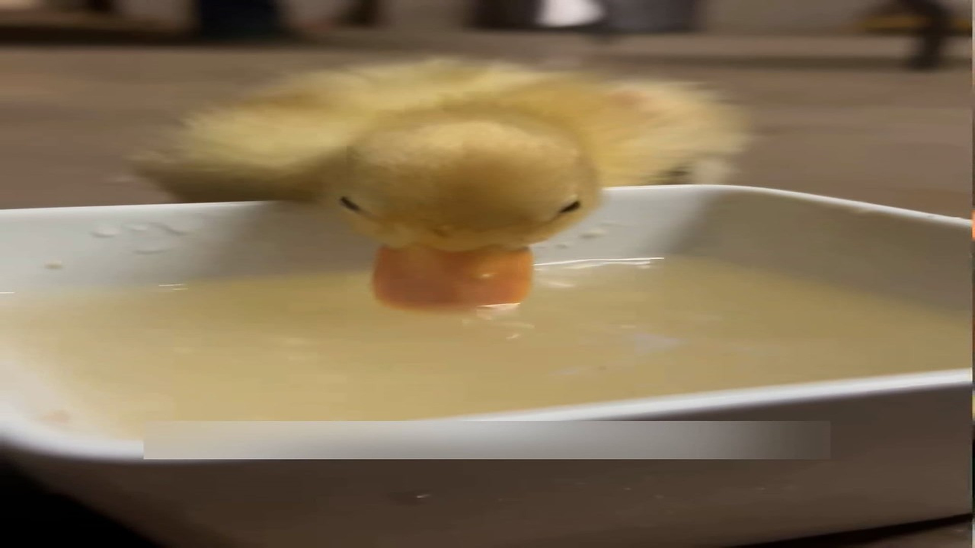 Part 2: Đ0707002_Rescue a poor baby duck and then #rescue #fyp #animals #duck #ducks _blurred_part2
