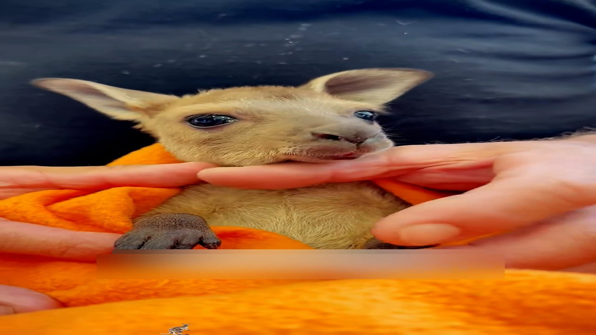 Part 2: Đ0707003_Rescue a poor baby kangaroo and then #animals #fyp #rescue #love #kan..._blurred_part2