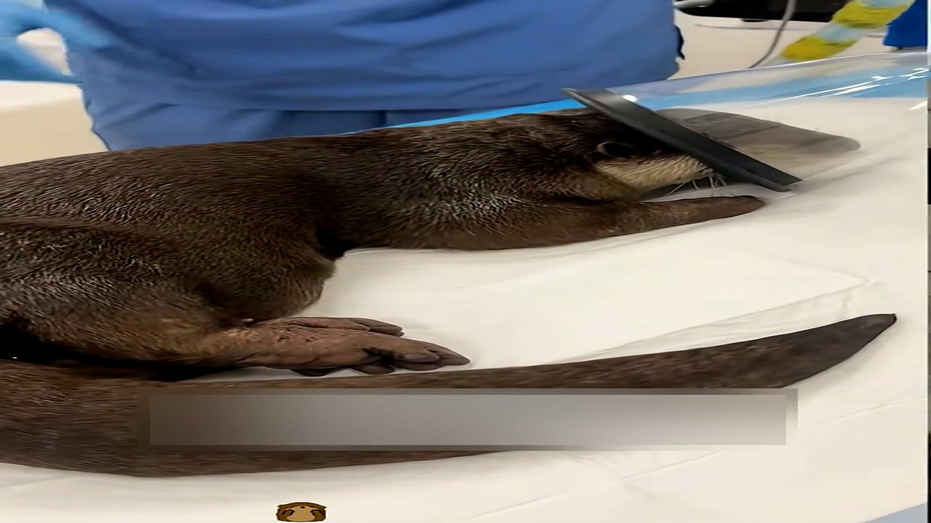 Part 2: Đ0607001_Rescue a otter trapped under the ice and then #animals #fyp #rescue #..._blurred_part2