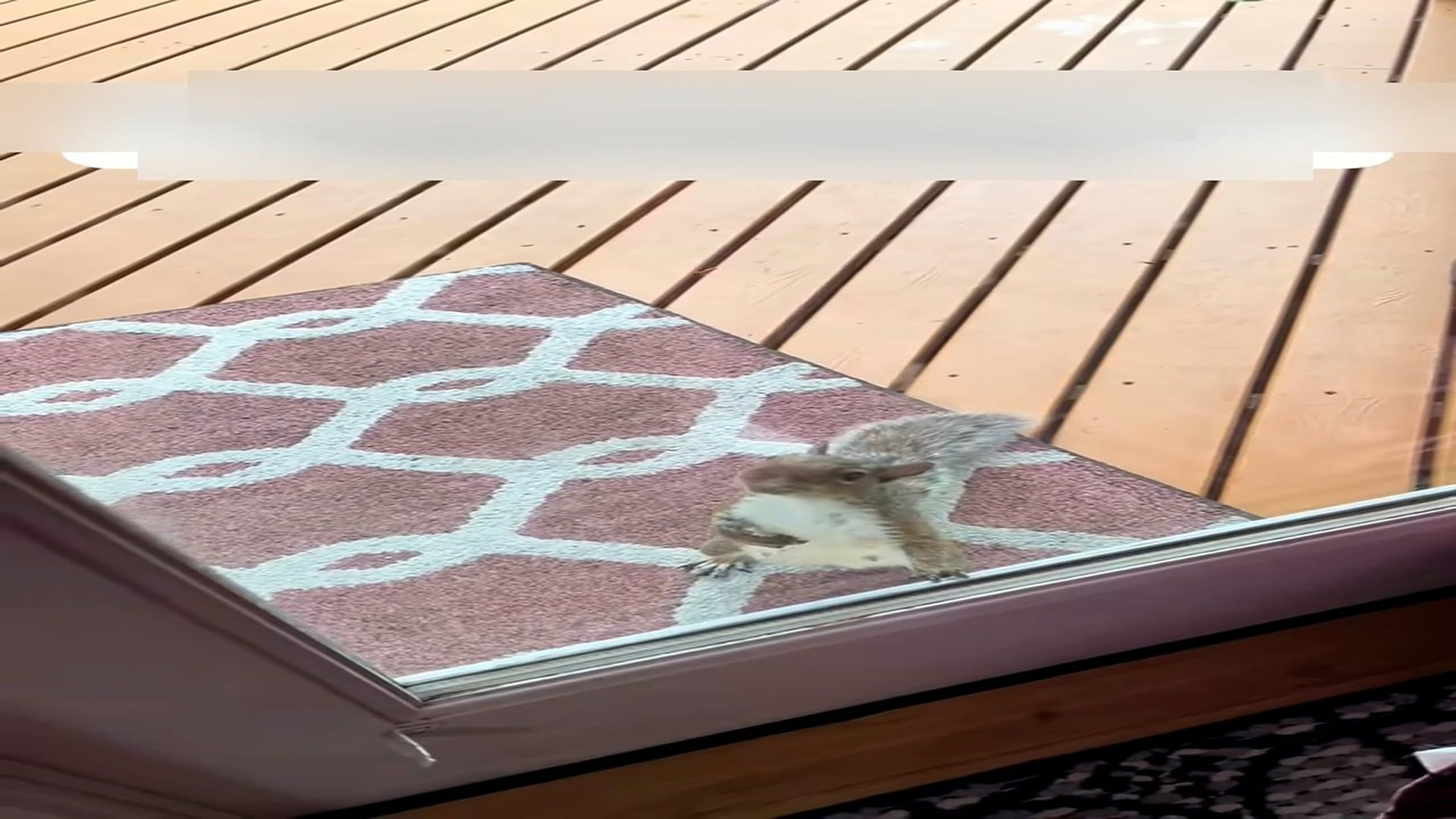 Part 2: Đ0707003_I bet you can't do what I do�������#rescue #rescueanimals #animals #a_blurred_part2