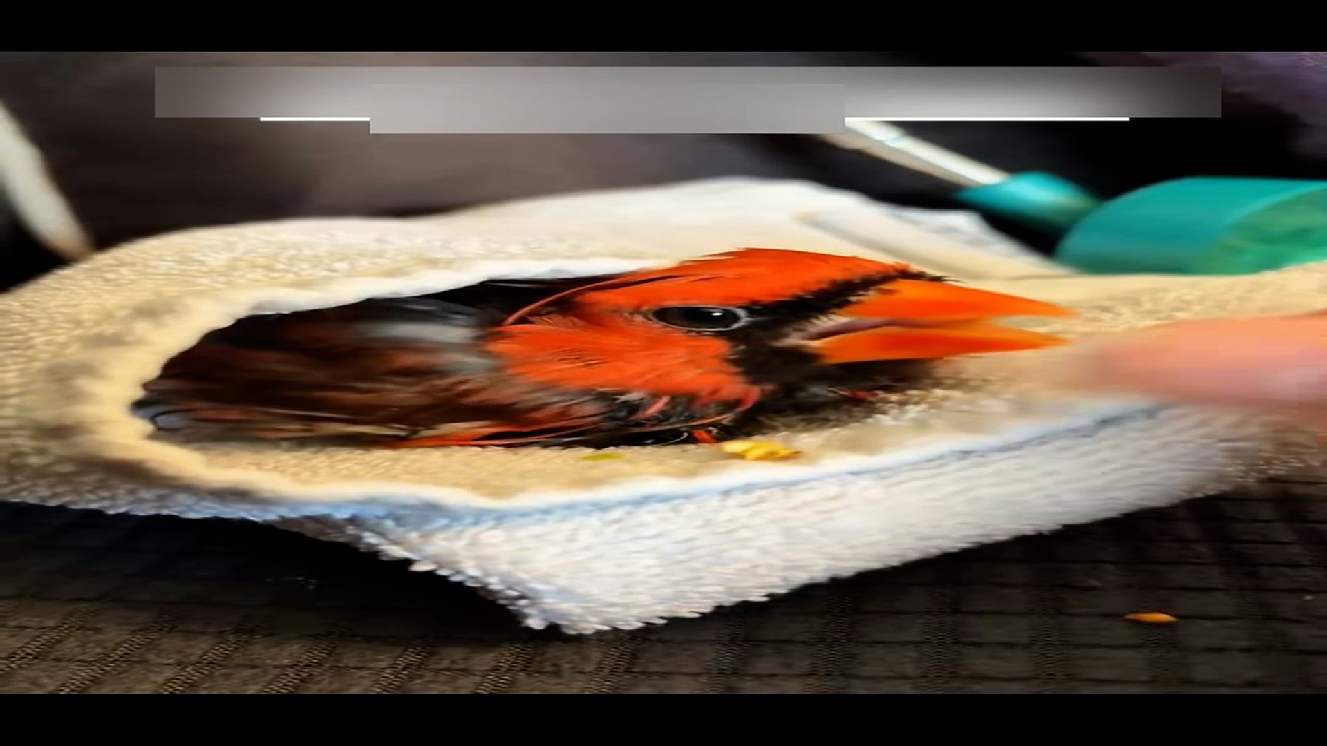 Part 2: Đ0707002_He saved a bird stuck in the fence and then…… #rescue #rescueanimals_blurred_part2