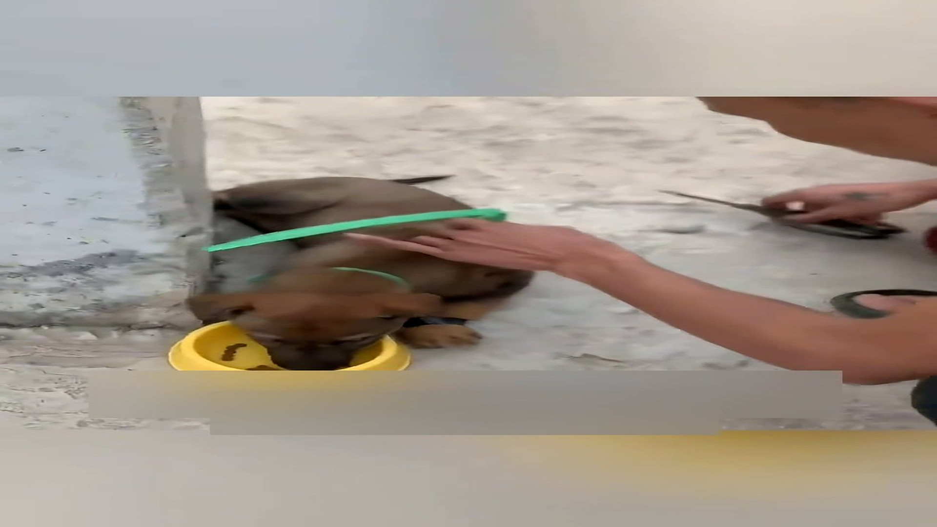 Part 2: Đ0707002_The man recuse the dog was tied up in the pillar #animal #help #save_blurred_part2