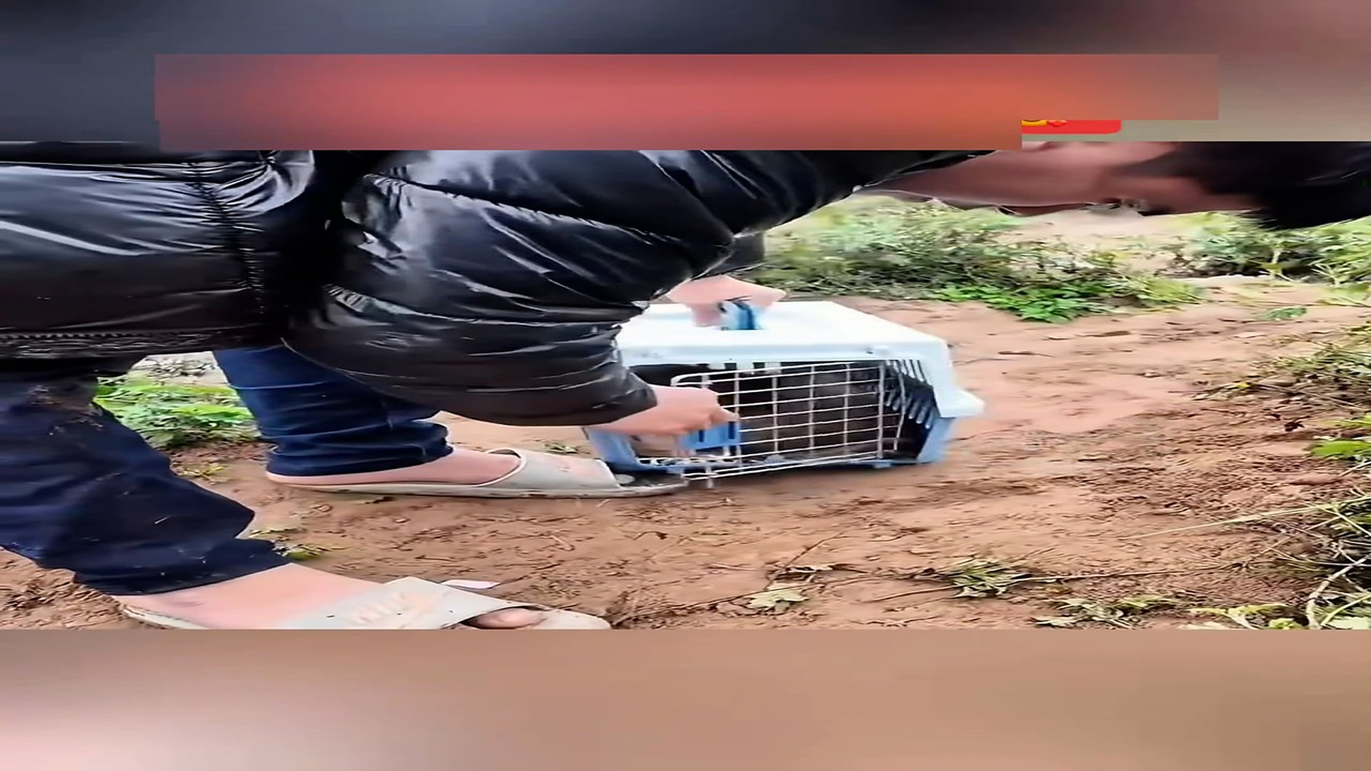 Part 2: Đ0707003_The poor puppy looking for the man recuse his mother #animal #help #s_blurred_part2