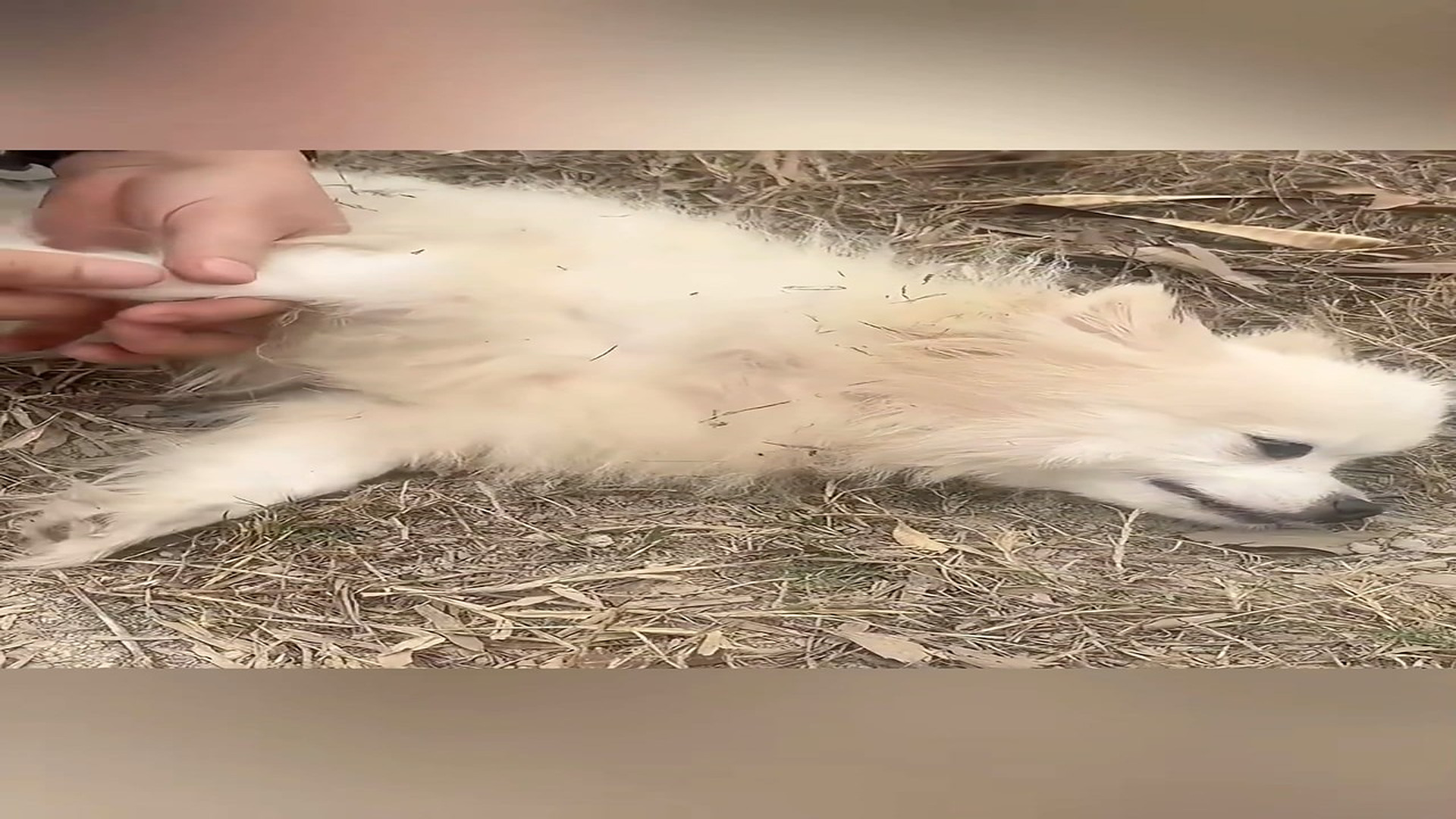 Part 2: Đ0707001_The poor puppy was abandoned and tied up left on the road �� #animal_blurred_part2