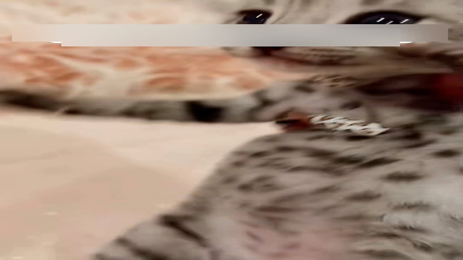 Part 2: Đ0807003_Cute savannahcat �������❤️❤️❤️❤️❤️❤️❤️#rescue #resc_blurred_part2